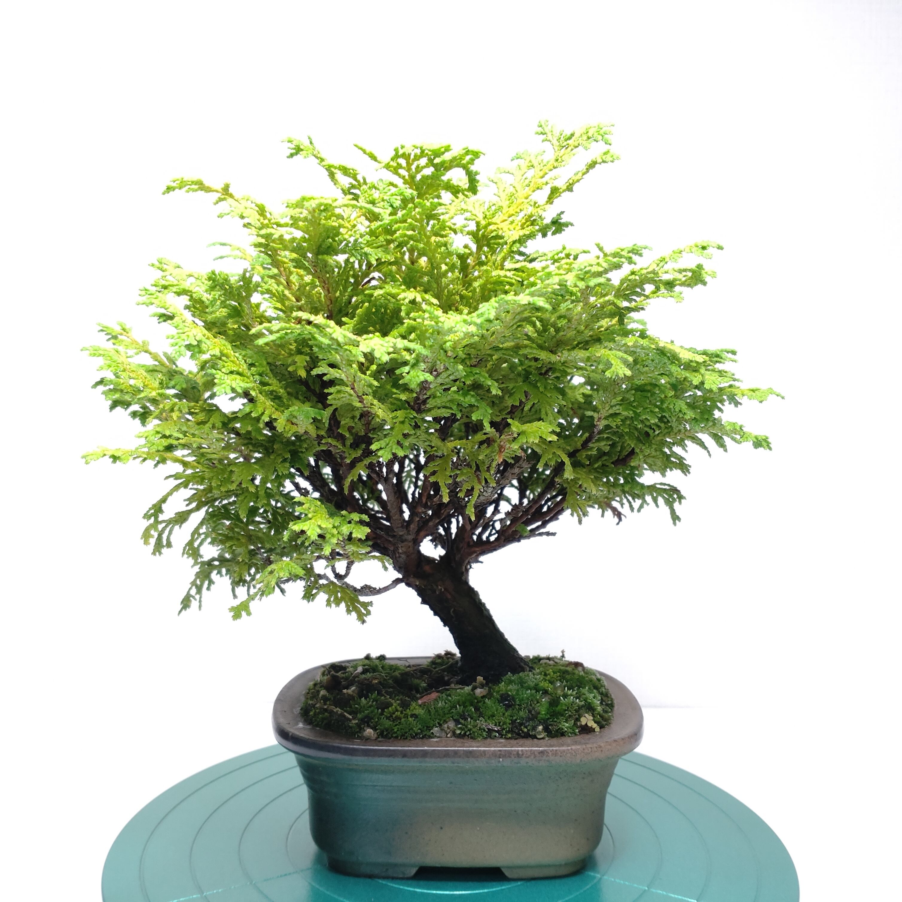 檜（ヒノキ）盆栽 S004 【公式通販】