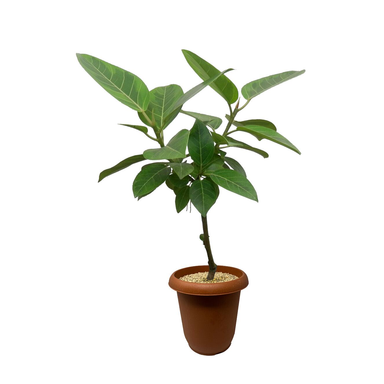 PROTOLEAF プロトリーフ