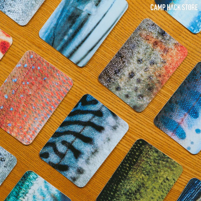 模様だけで魚種を当てよう！「さかなかるた」