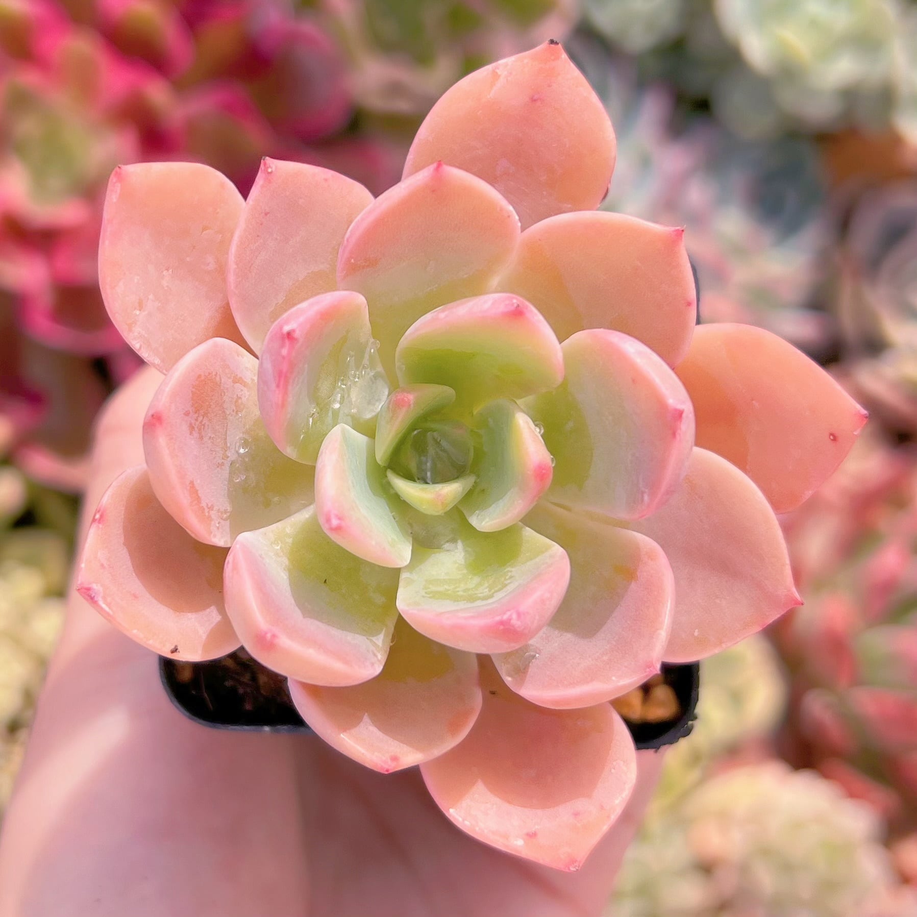 現品　リットルフェアリー#C47　古株   るる農園