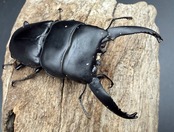 【WD】《アルキデスヒラタ アチェ産 77.5mm ペア》