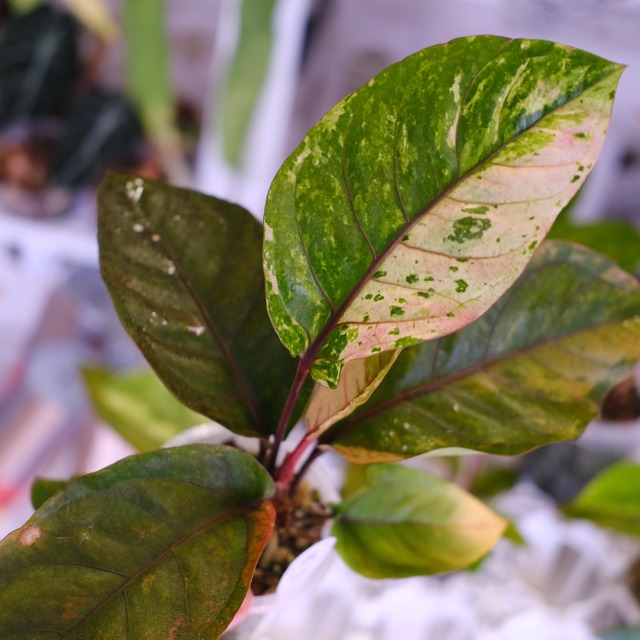 Anthurium Hookeri "Sweeta Pink Polkadot"｜アンスリウム フーケリー ピンク②｜希少な交配種｜観葉植物