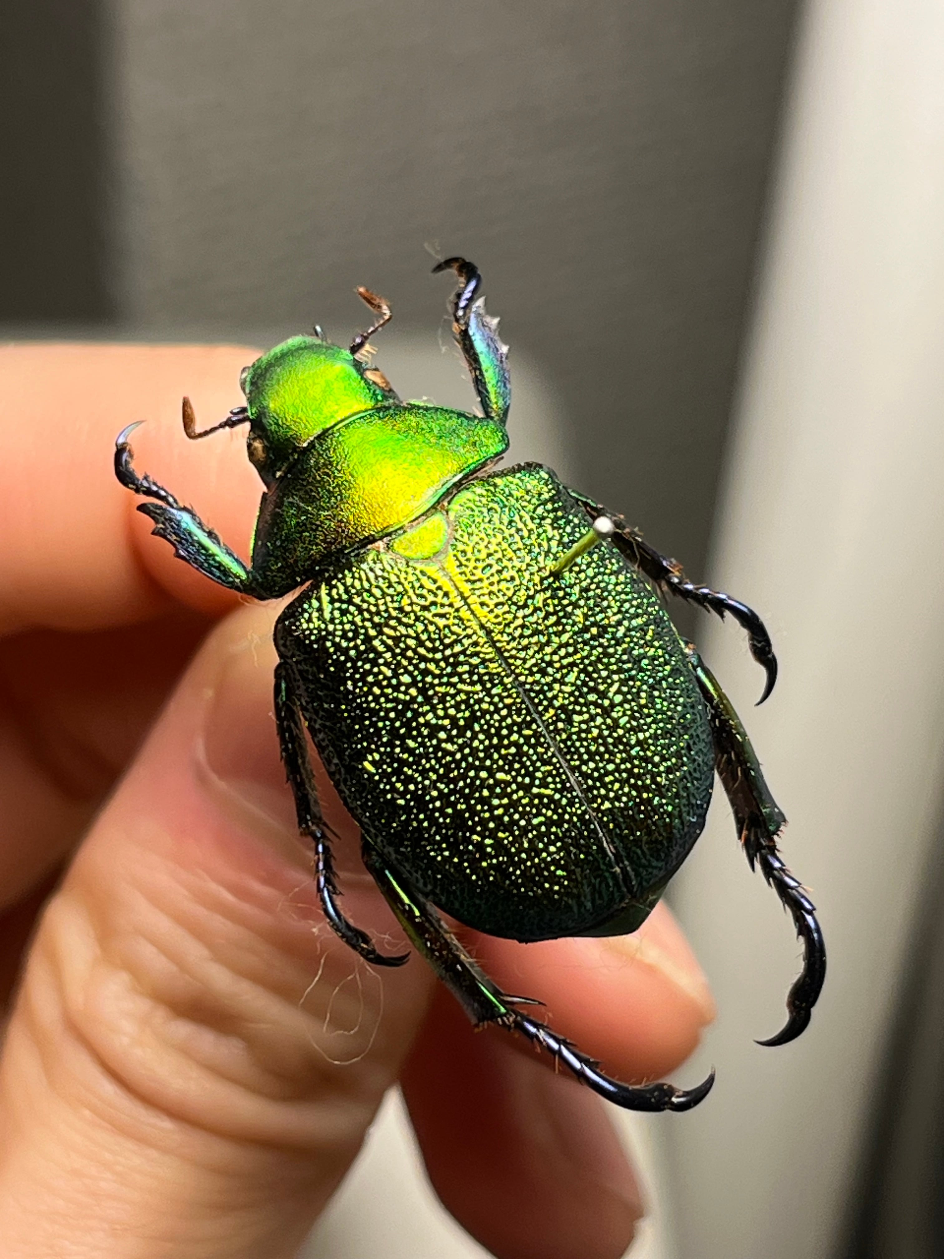 28mm】クラバータカメノコブイブイ プラチナコガネ 昆虫標本