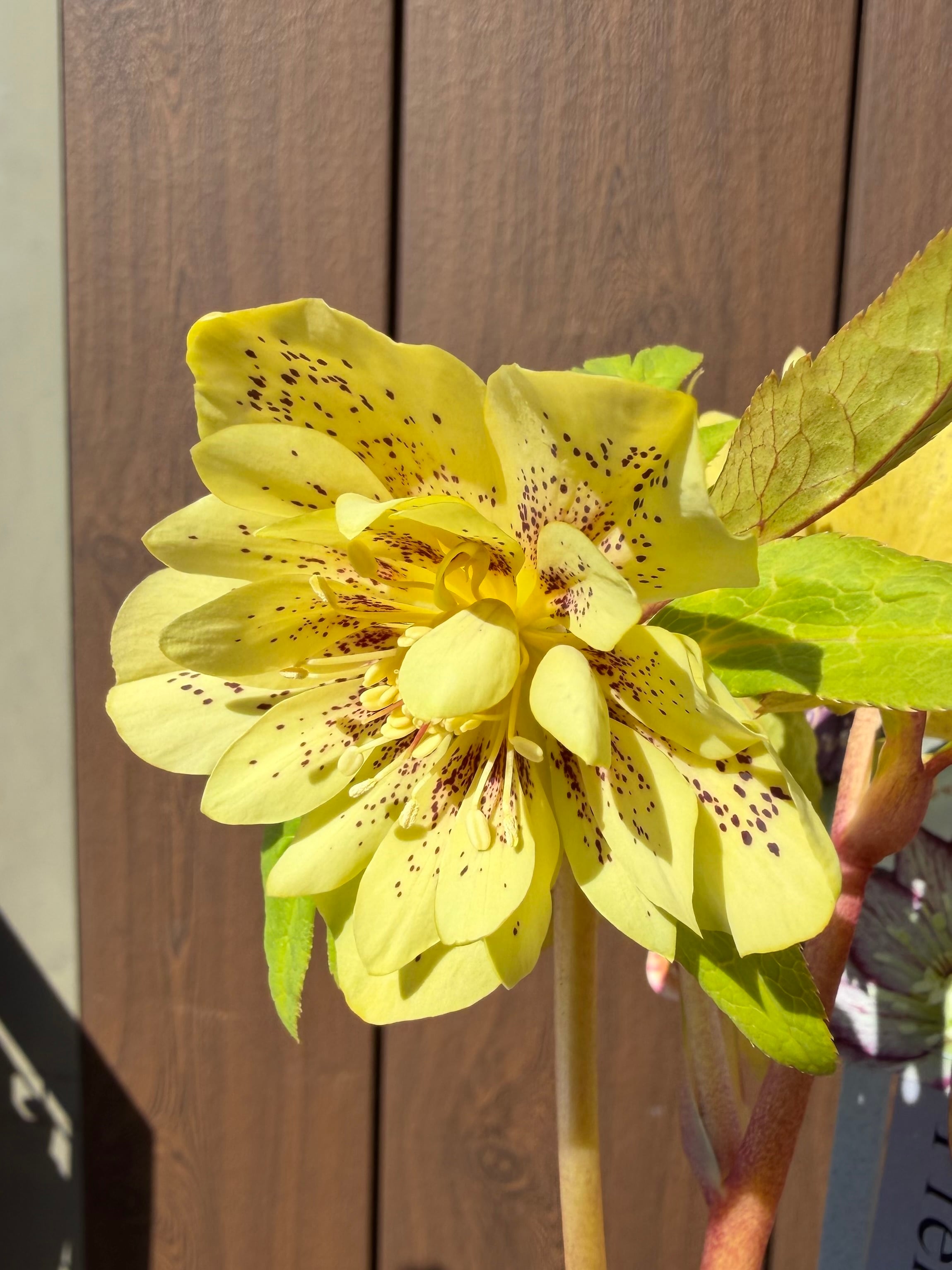 あしかがフラワーパーク