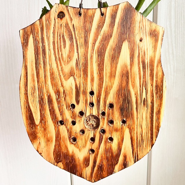 ビカクシダ グランデ 板付 【観葉植物 壁掛け コウモリラン】