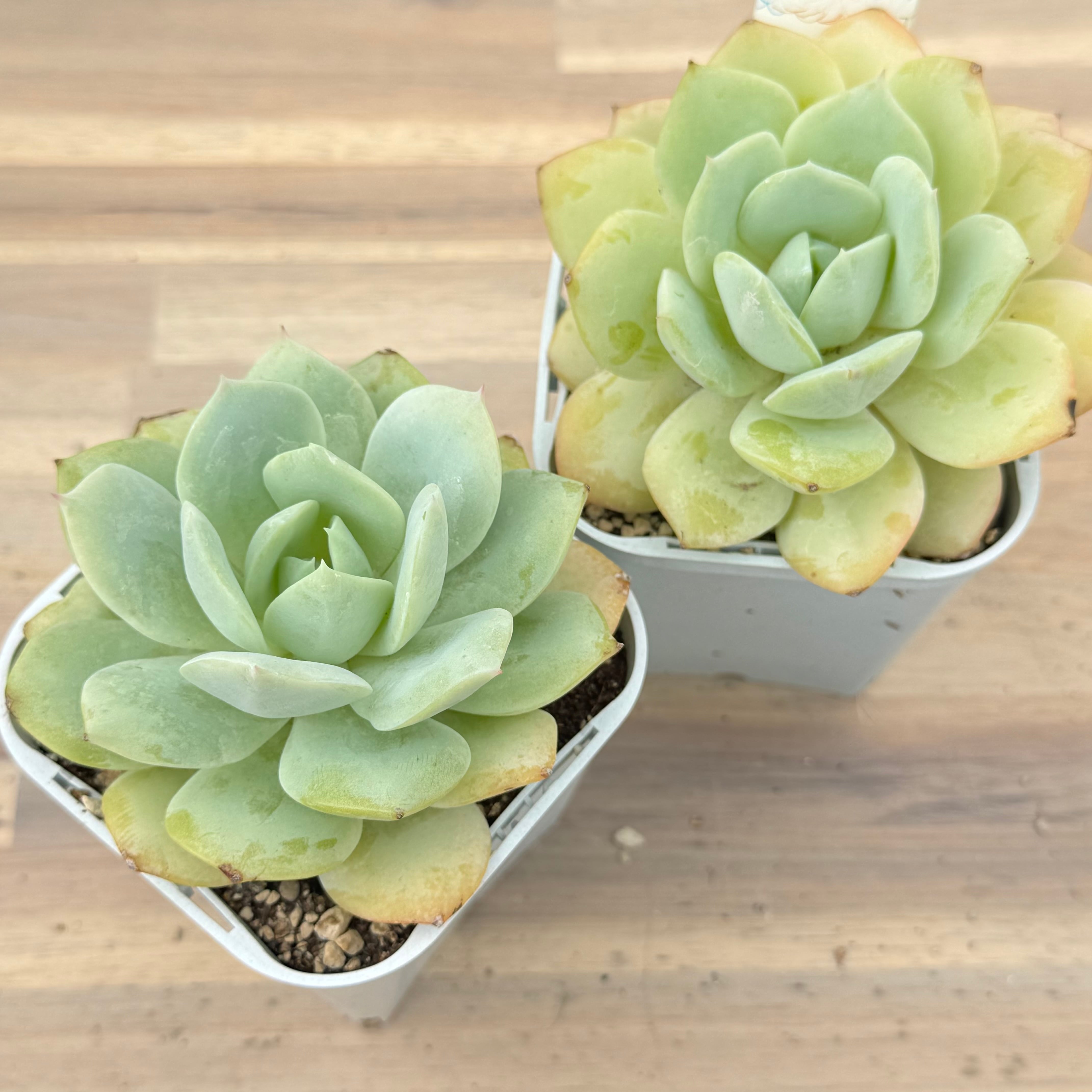 ポリマ】韓国輸入苗 多肉植物エケベリア 第四種送料込み | 多肉植物