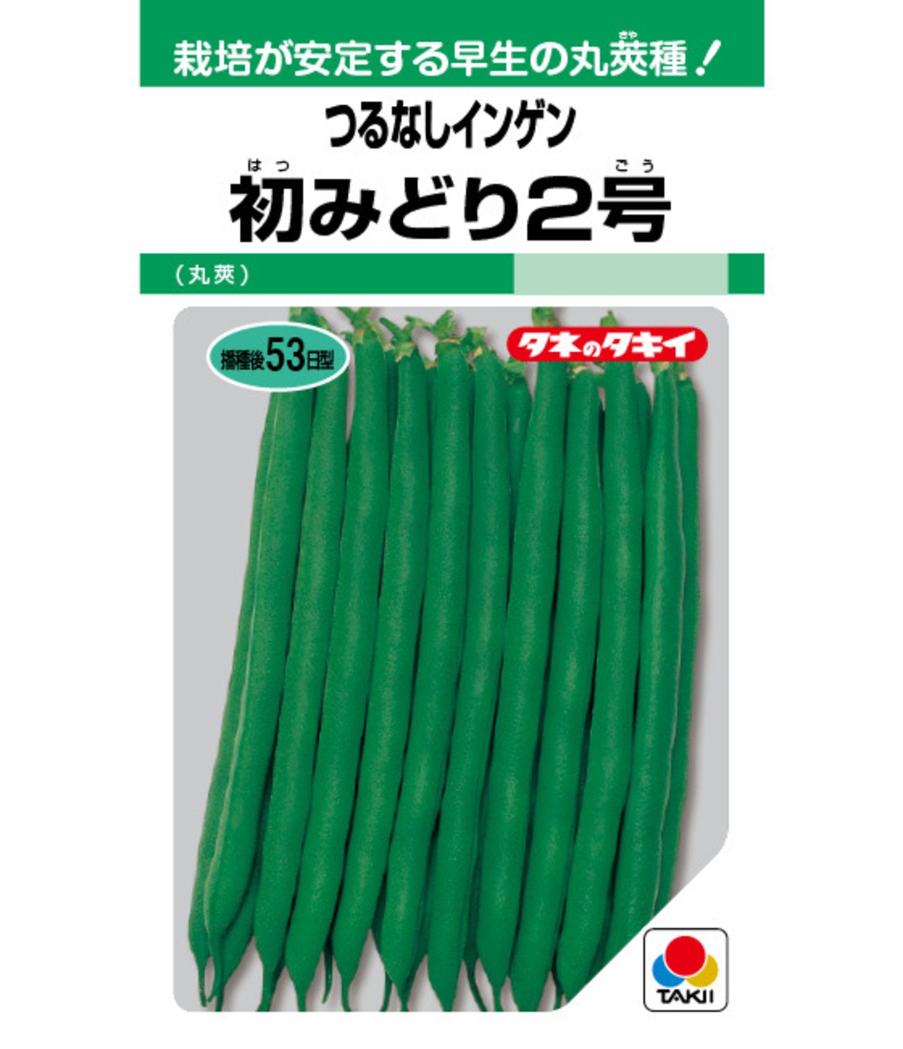インゲン「初みどり2号」(1L)・画像2