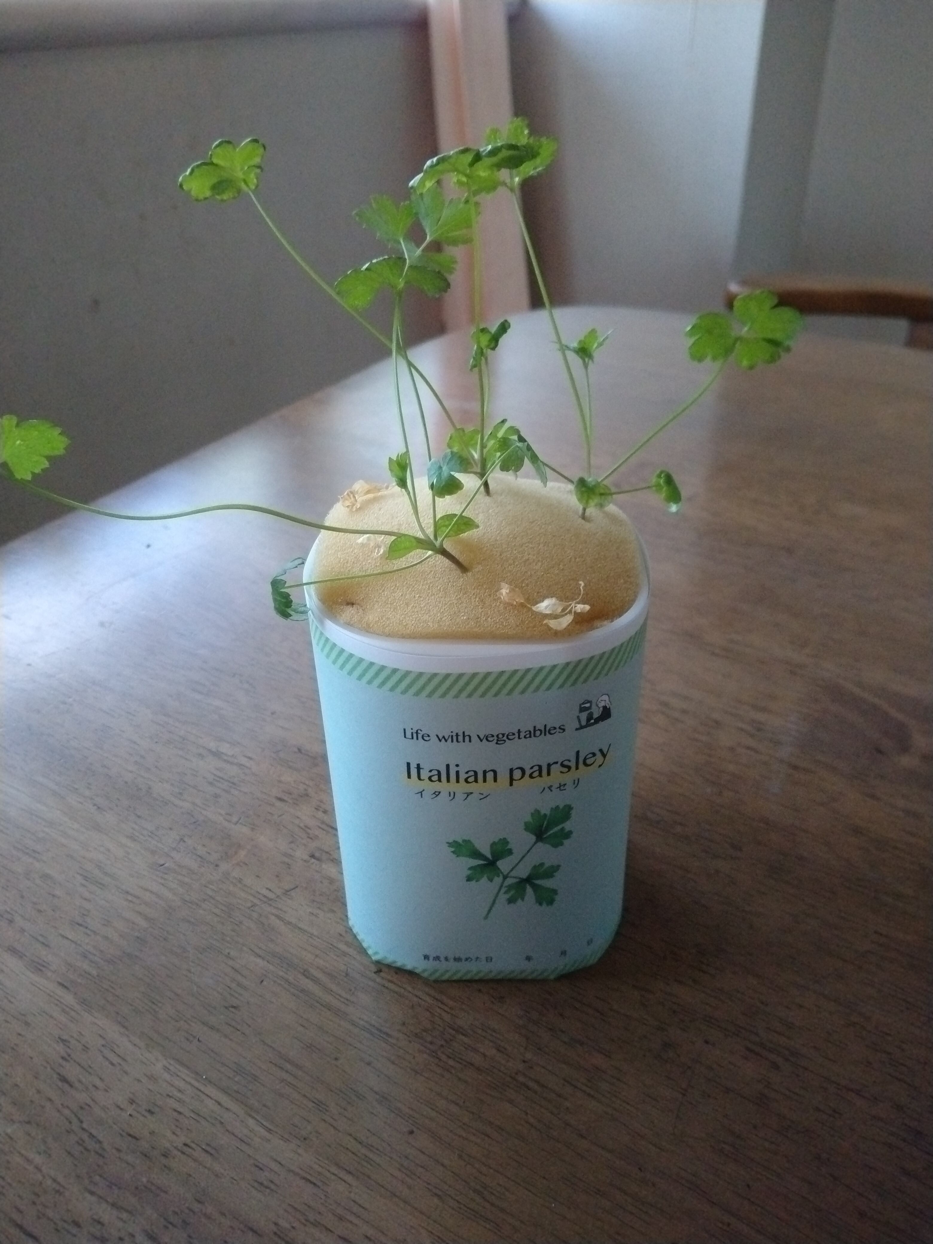 水耕栽培キット イタリアンパセリ かいぬま農園