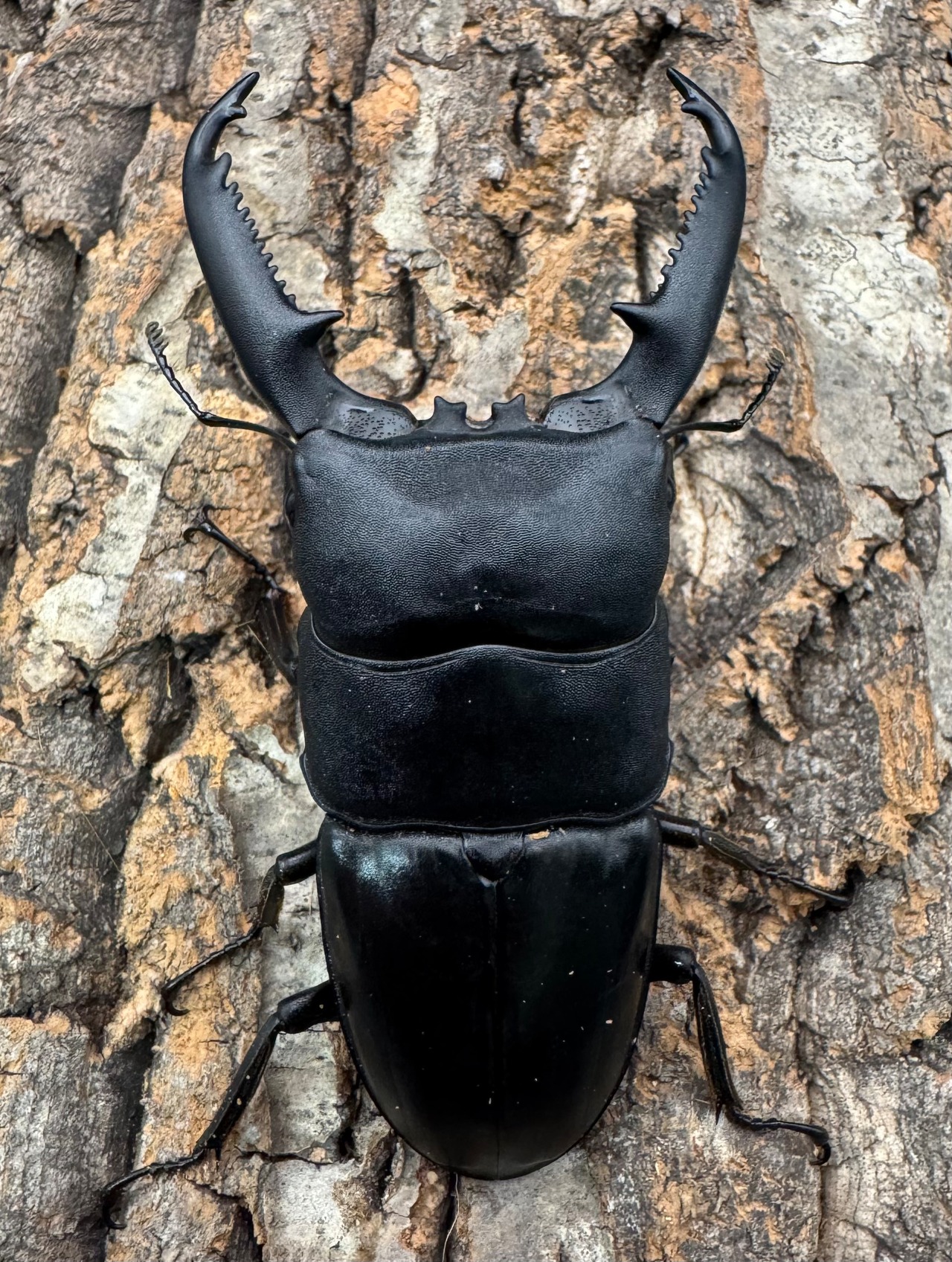 【WD】《パラワンオオヒラタクワガタ 96mm ペア》