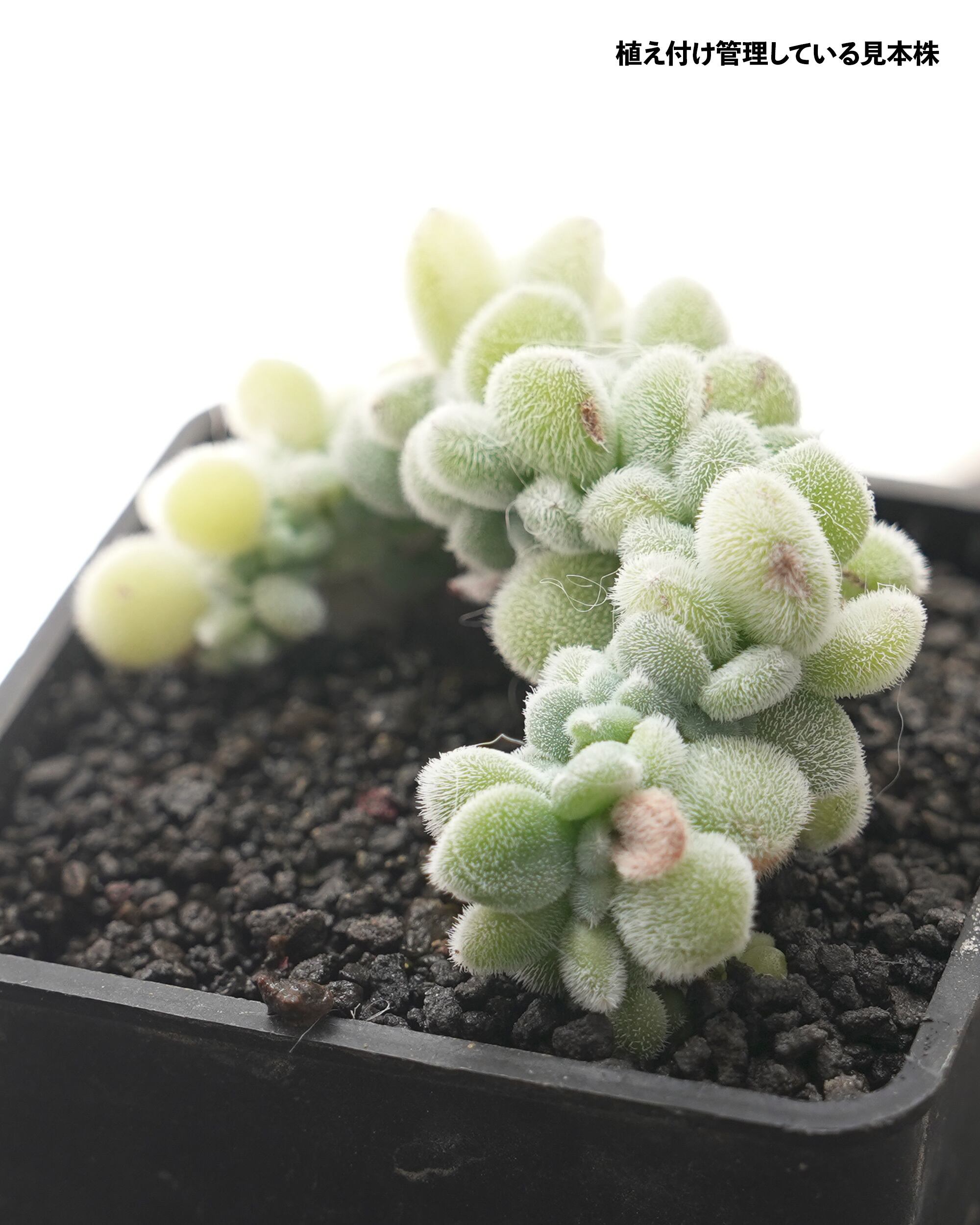 カット苗 フロスティ 綴化 Echeveria 'Frosty Crested' | PUKUBOOK