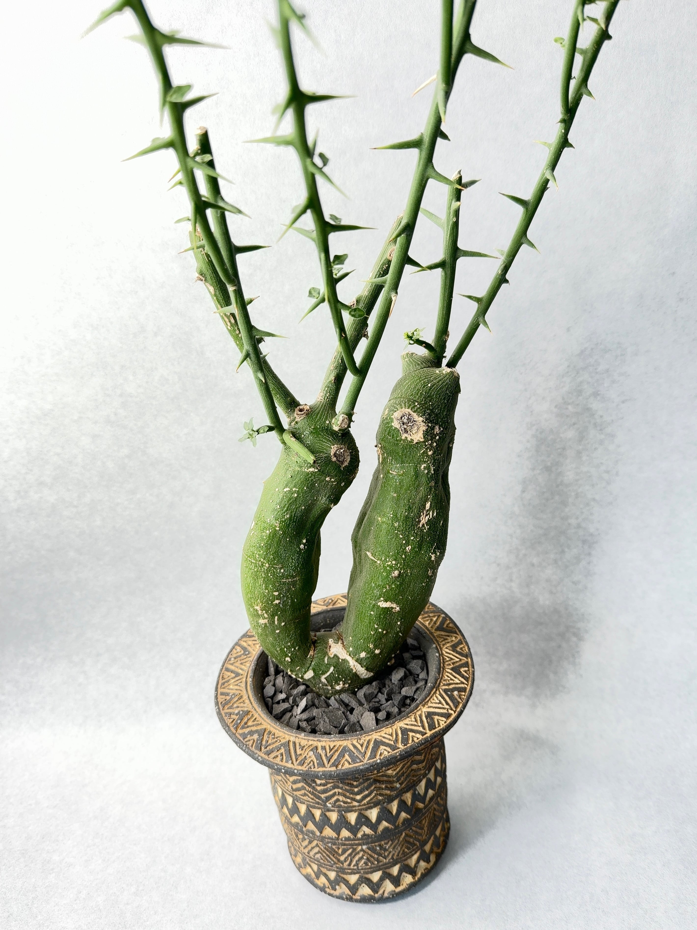 アデニア・グロボーサ(ダブルヘッド) | trigger