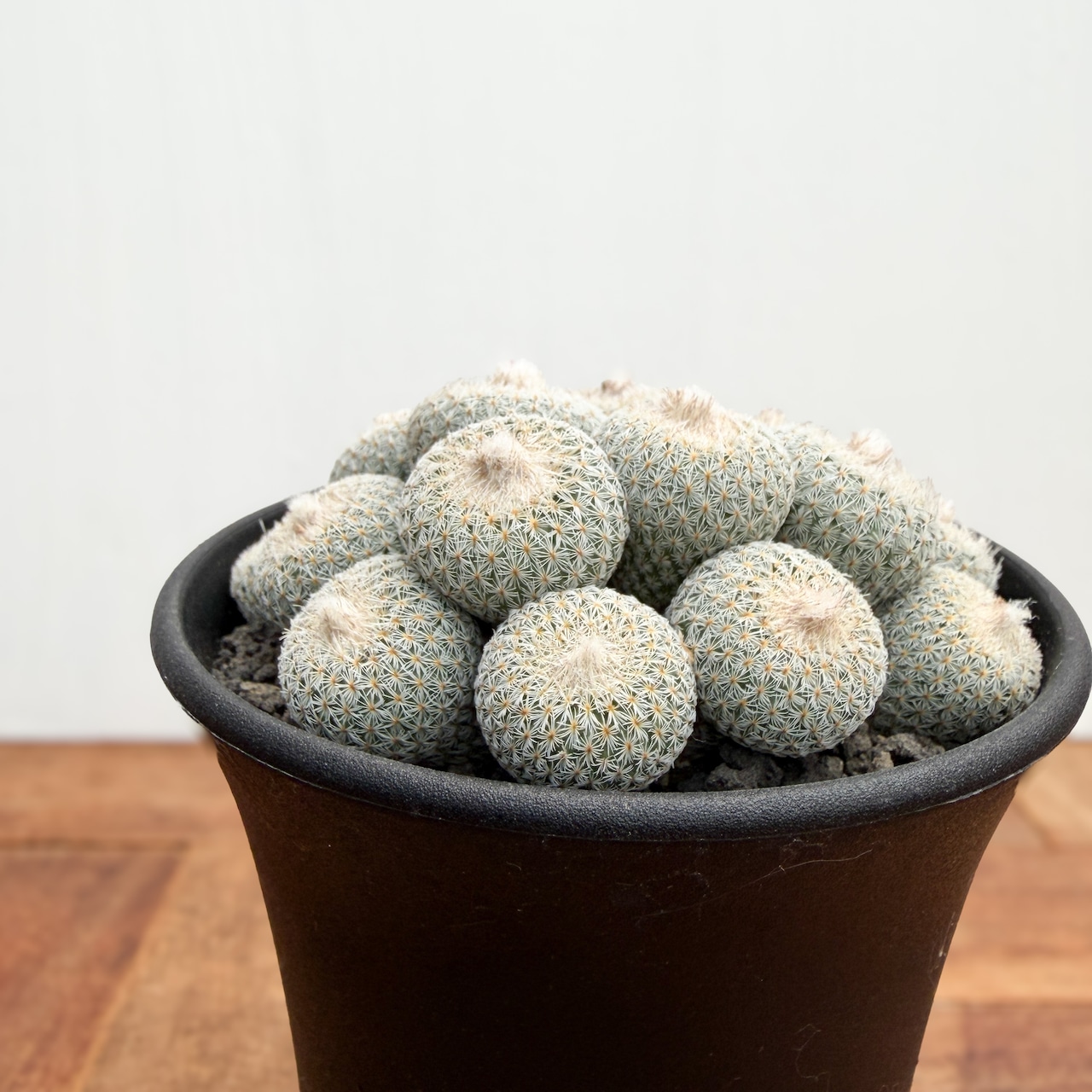 Epithelantha micromeris【エピテランサ・月世界】