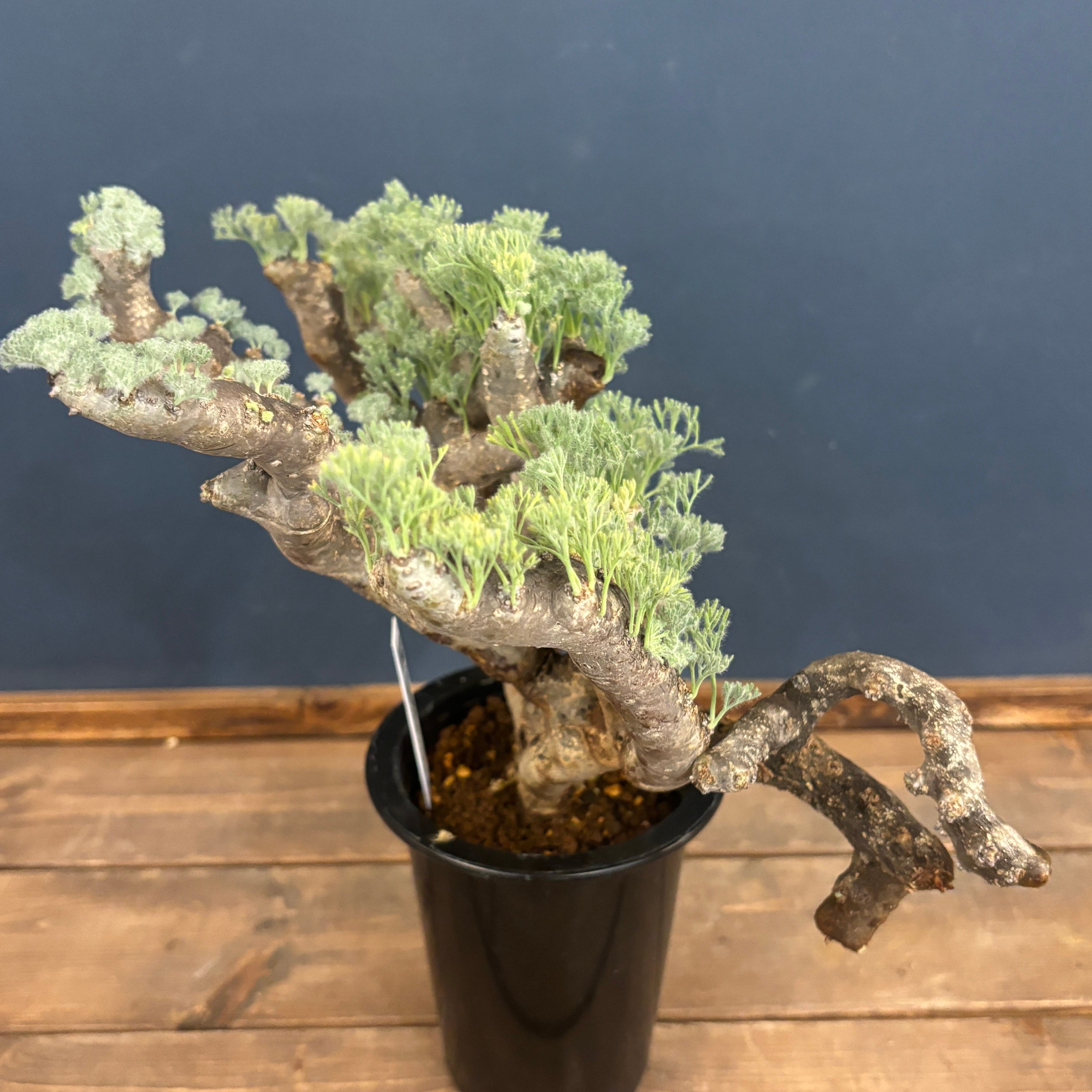 サルコカウロン ムルチフィズム 現地株【605】 | PROTOLEAF プロトリーフ