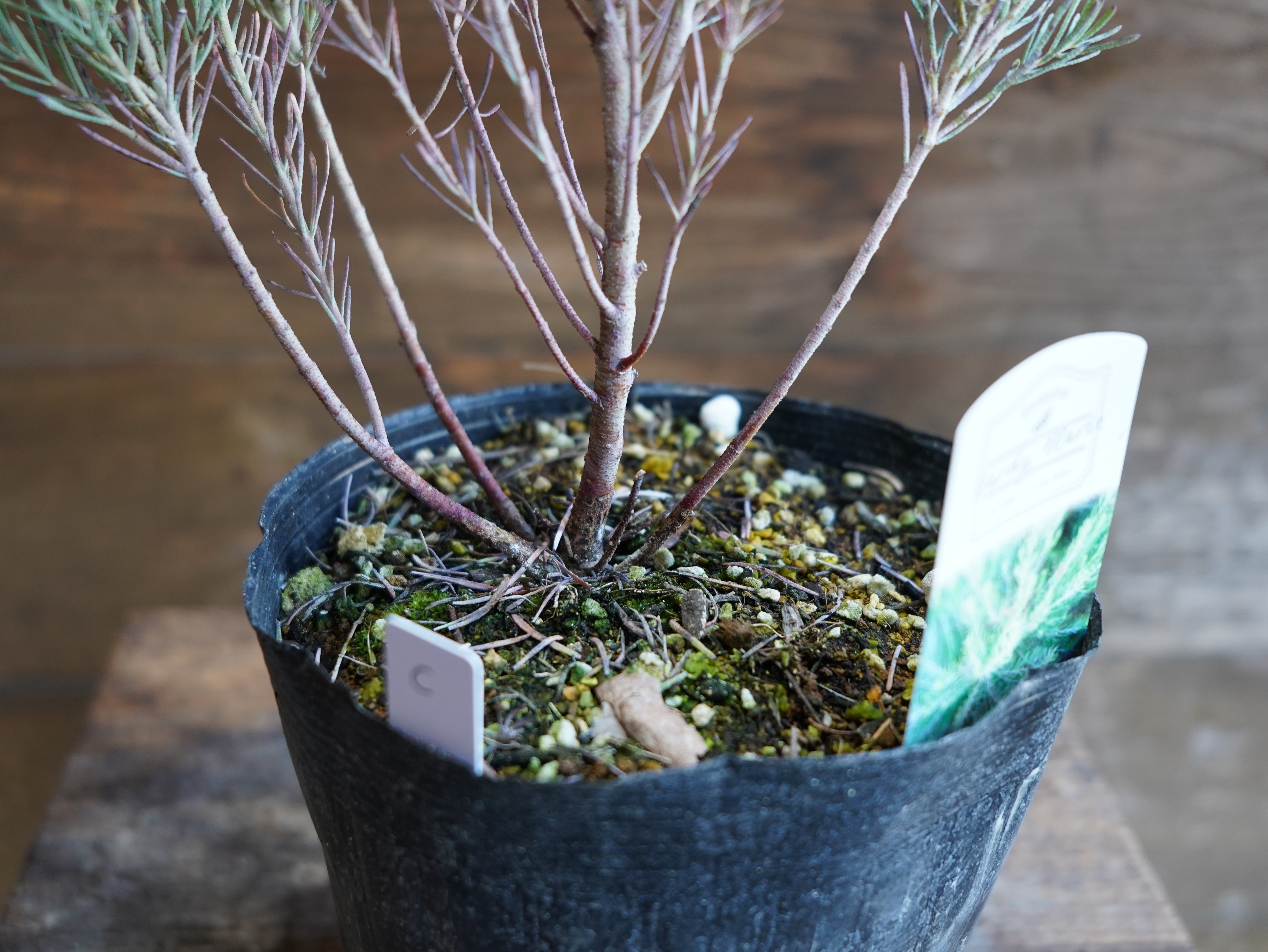 【現物】ユーカリ ”フォーマニー” C