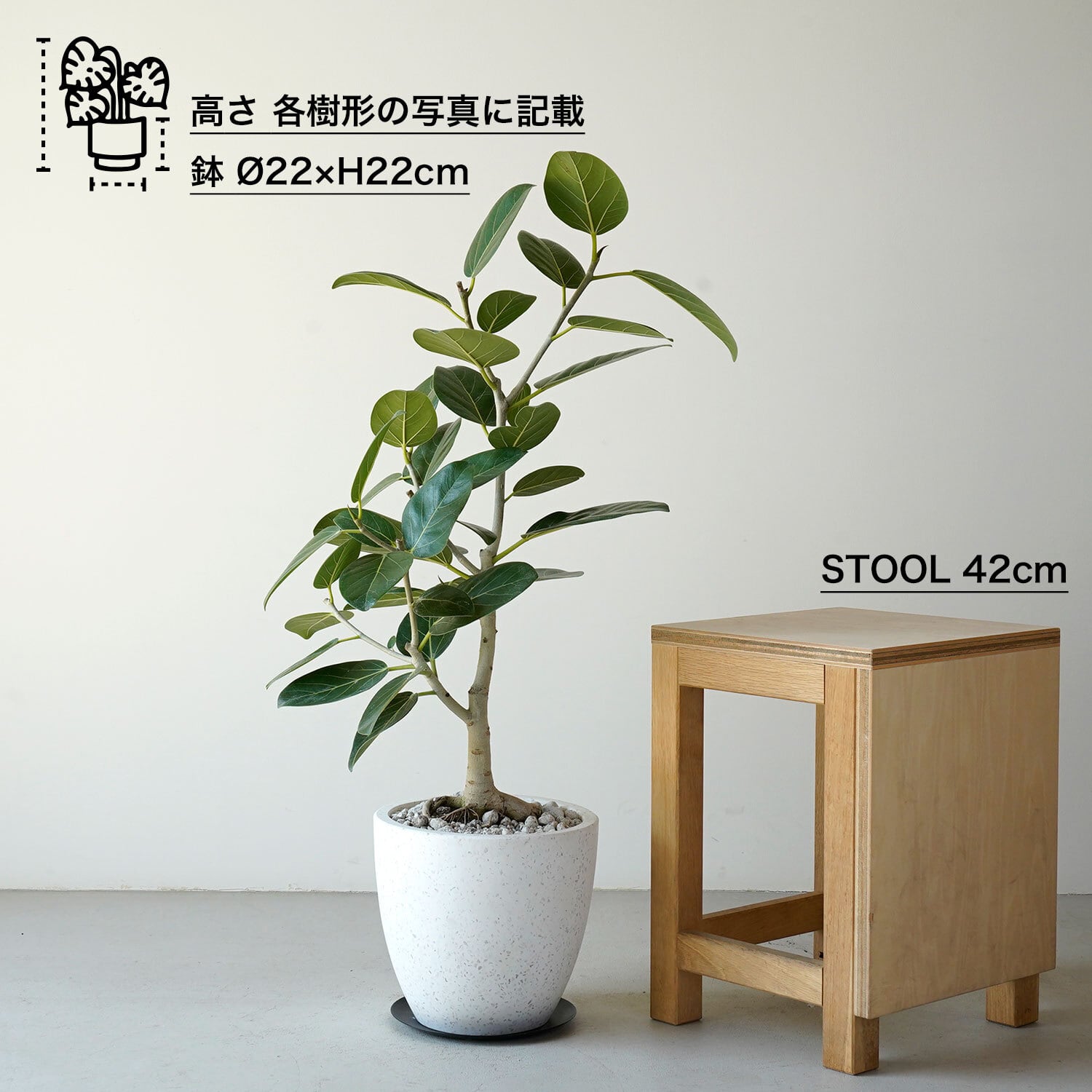 フィカス ベンガレンシス | AYANAS（アヤナス）｜観葉植物のセレクト