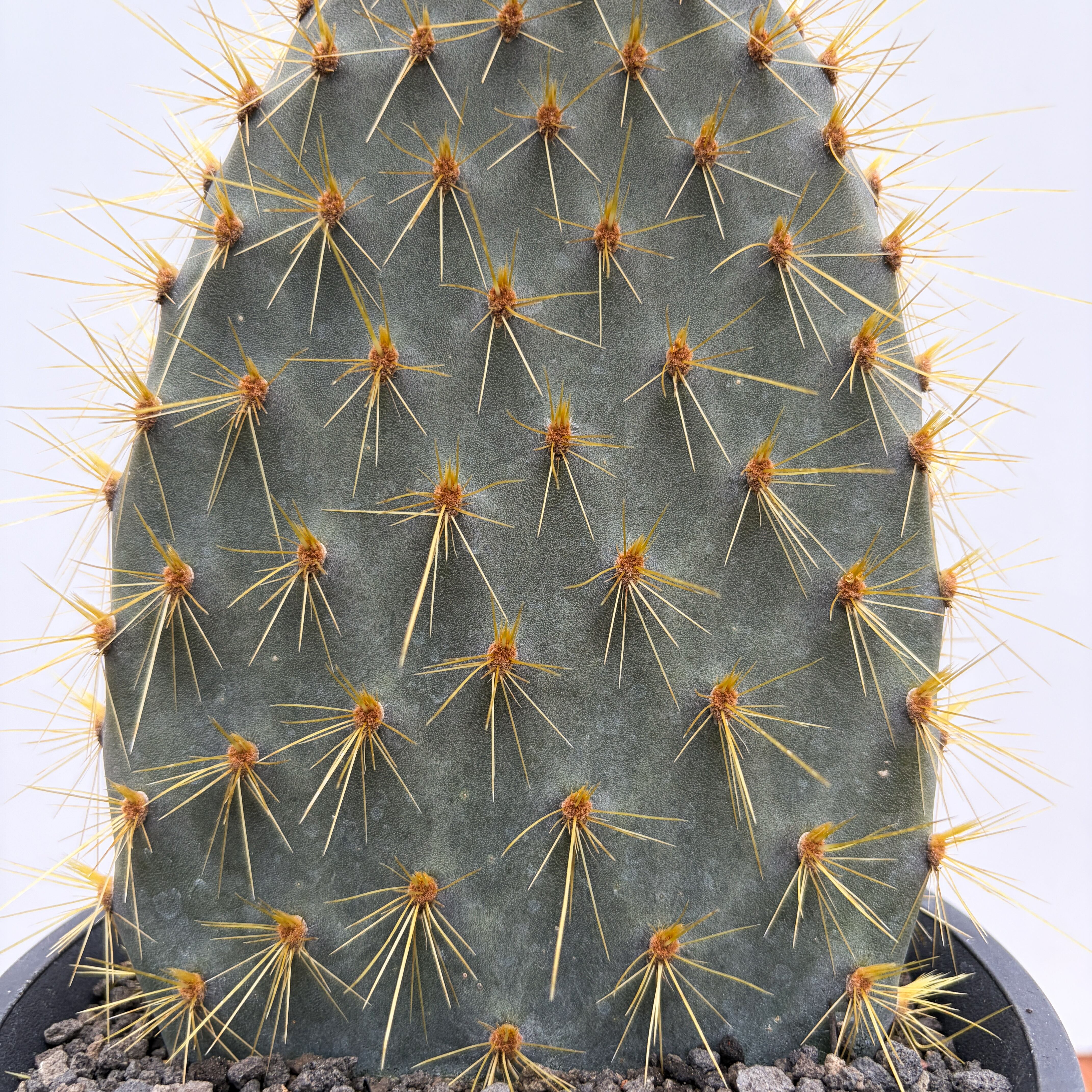 Opuntia galapageia【オプンチア・ガラパゲイア・黄刺】 | RIMO'S