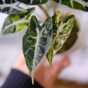 アロカシア バンビーノ イエロー / Alocasia bambino variegated 'Yellow'⑪ / 観葉植物