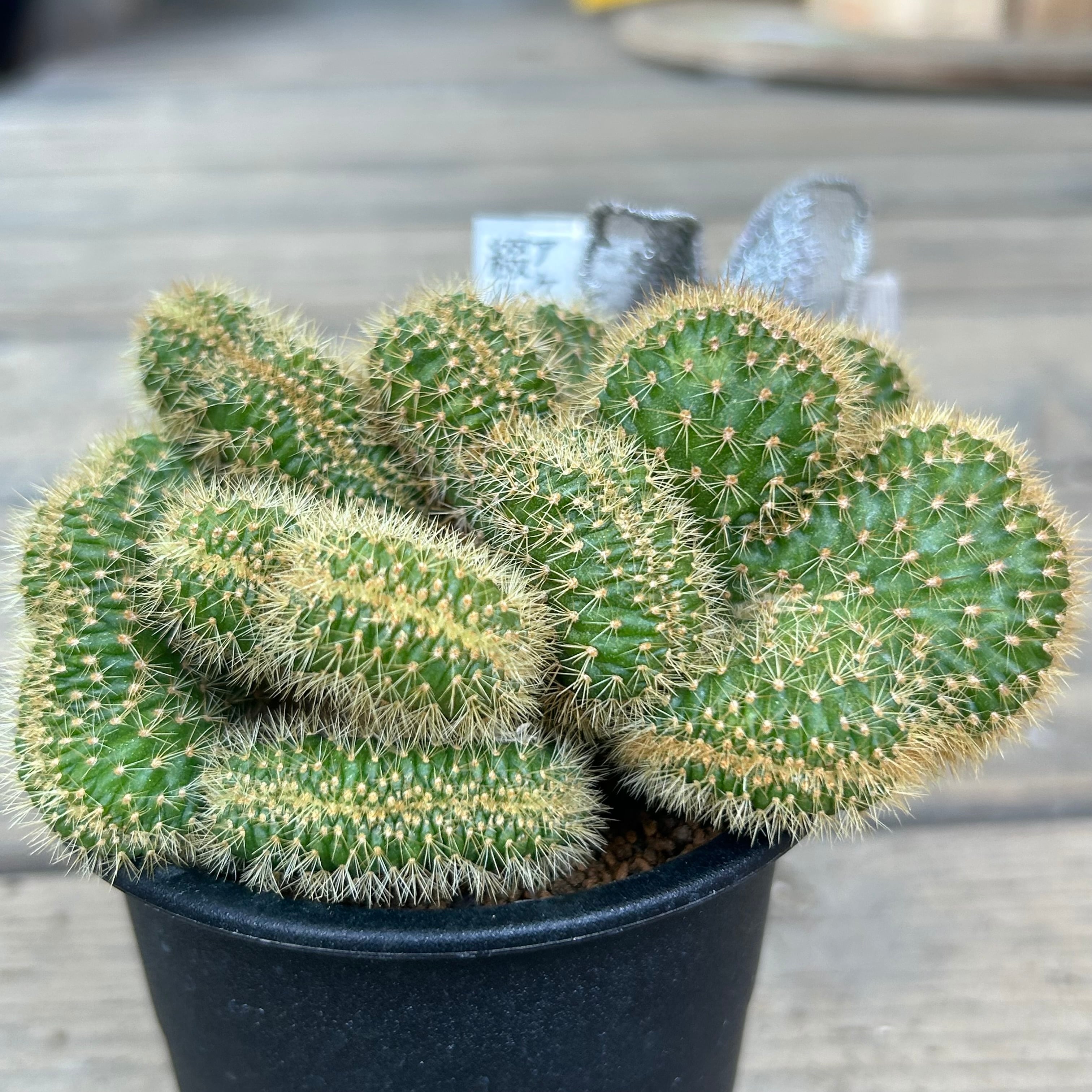 アケルシア綴化 のうみそサボテン | RuPo 多肉植物専門店