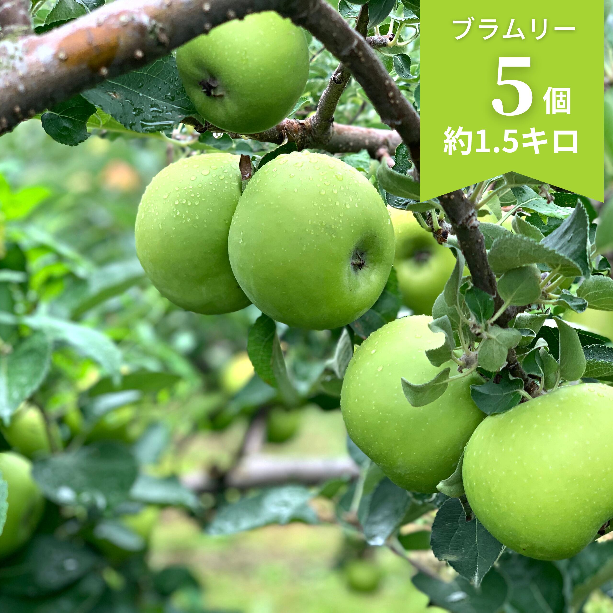 【すっぱいりんご】岩手県産ブラムリー５～６個（約1.5kg）【発送日選択】（クール便送料込）