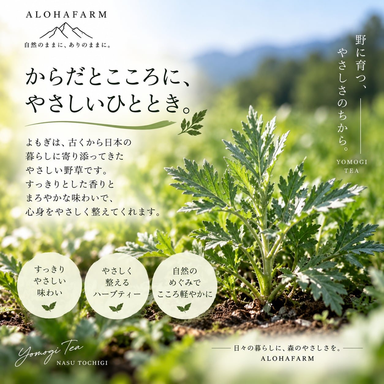 那須町産 よもぎ茶 8パック入り ミネラル 珪素 国産 無添加 ティー