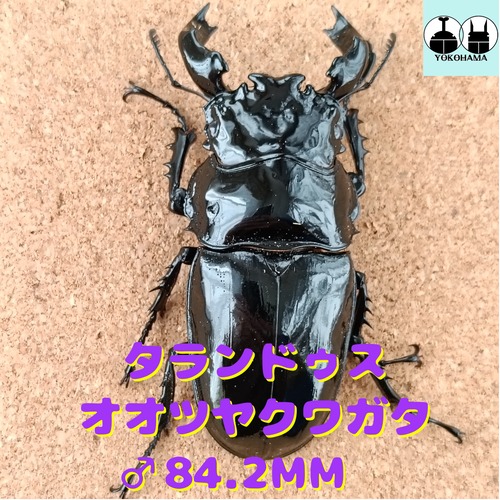 タランドゥスオオツヤクワガタ ♂ 84.2mm、♀54.0mm 販売中