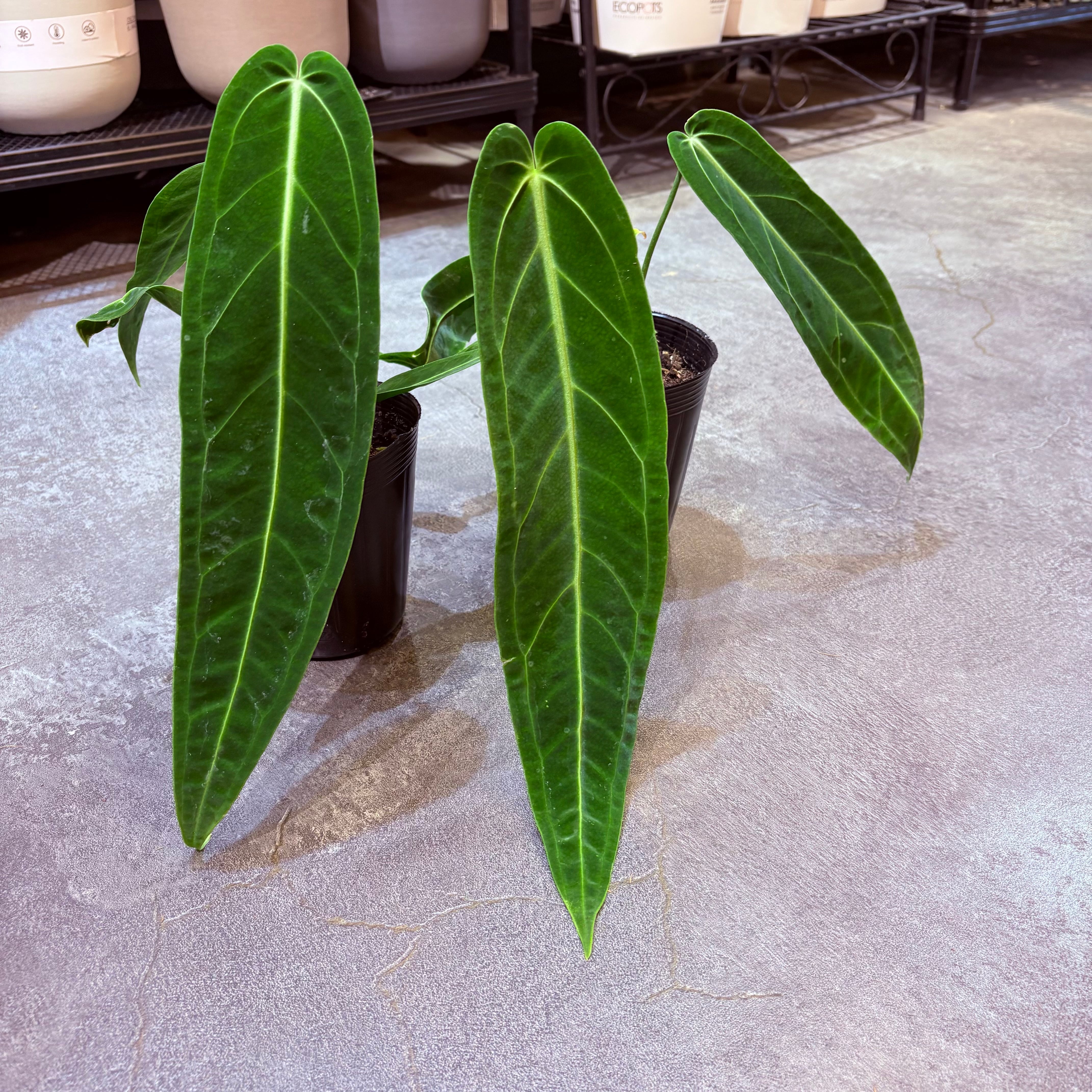 アンスリウム ワロクアナム 3.5号 | Green Vibes 宇都宮市の観葉植物専門店