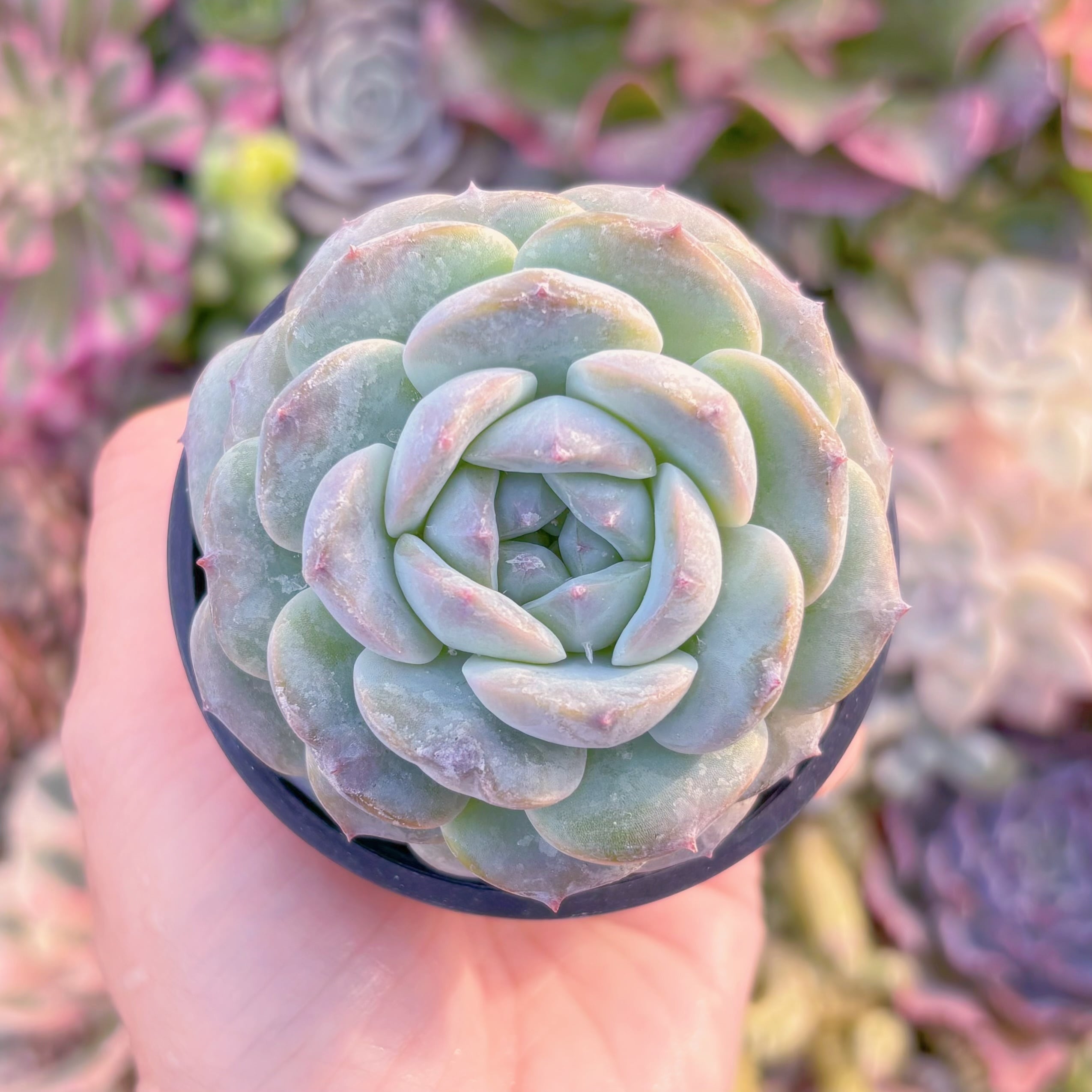 現品　琥珀#A095　古株　新入荷　るる農園