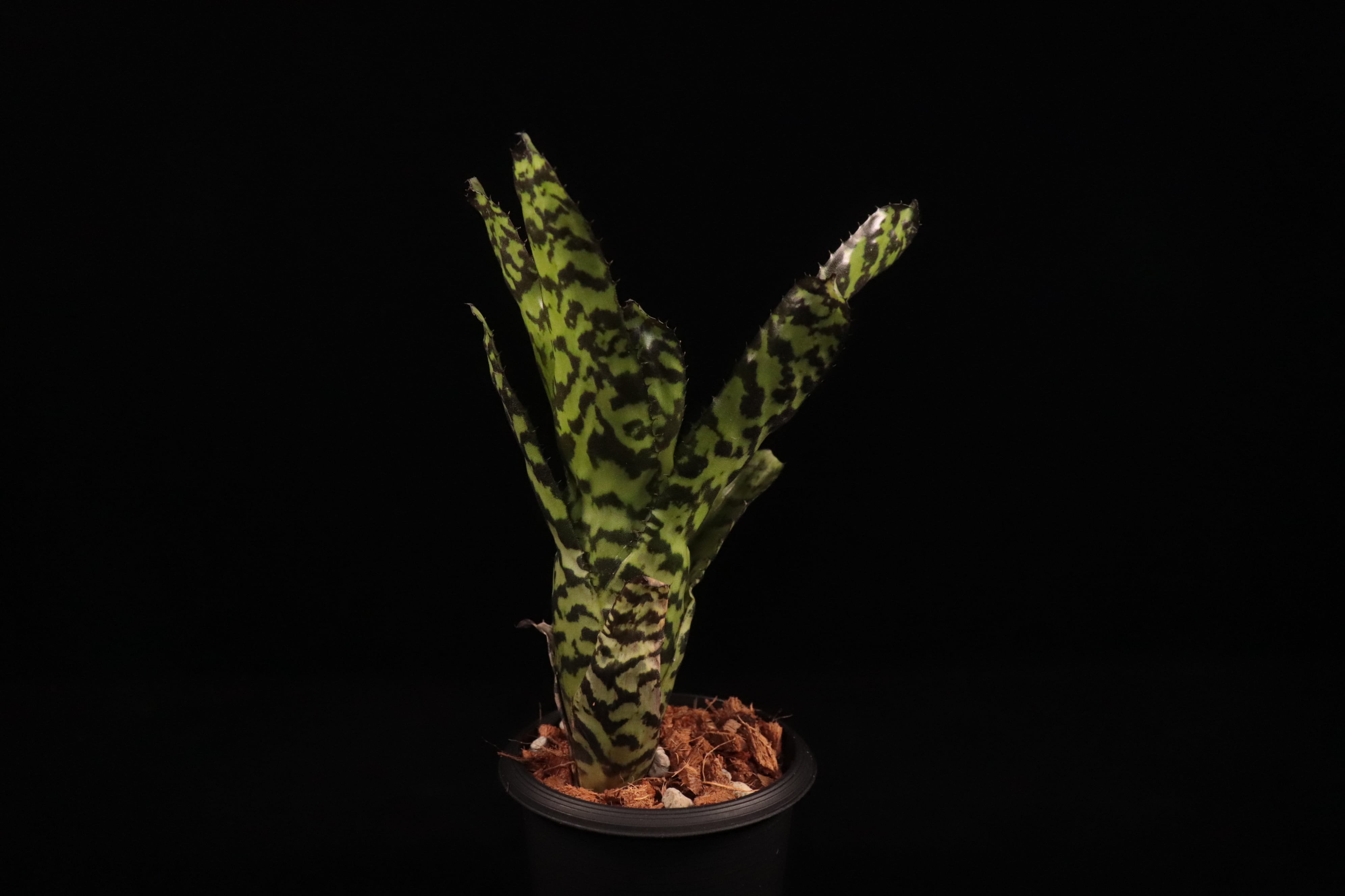 reserved】Aechmea 'Pali Ridge'〔エクメア〕現品発送A0158 | plane plants