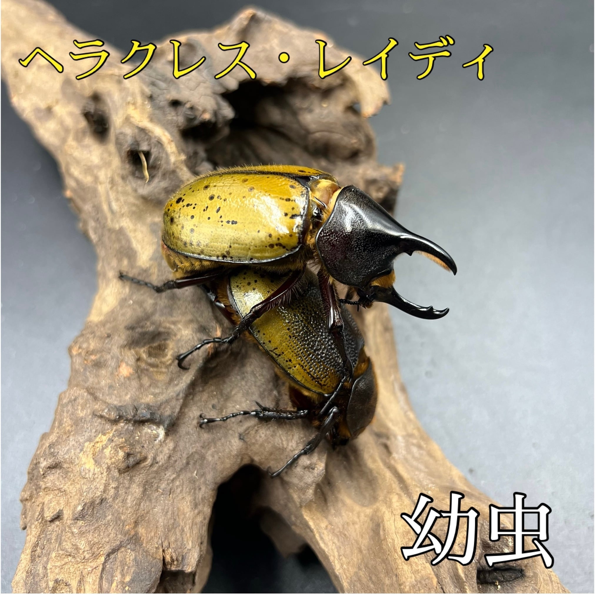 ヘラクレスオオカブト 3令幼虫 5匹