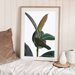 フィカスエラスティカ、ゴムの木 / アートポスター 植物 写真 2L〜 カラー 白黒 アートプリント 自然 観葉植物