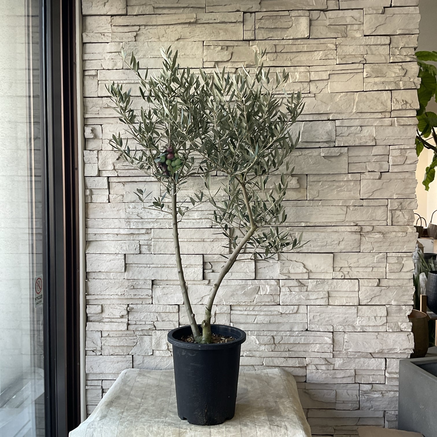 オリーブの木 | 橋本種苗園