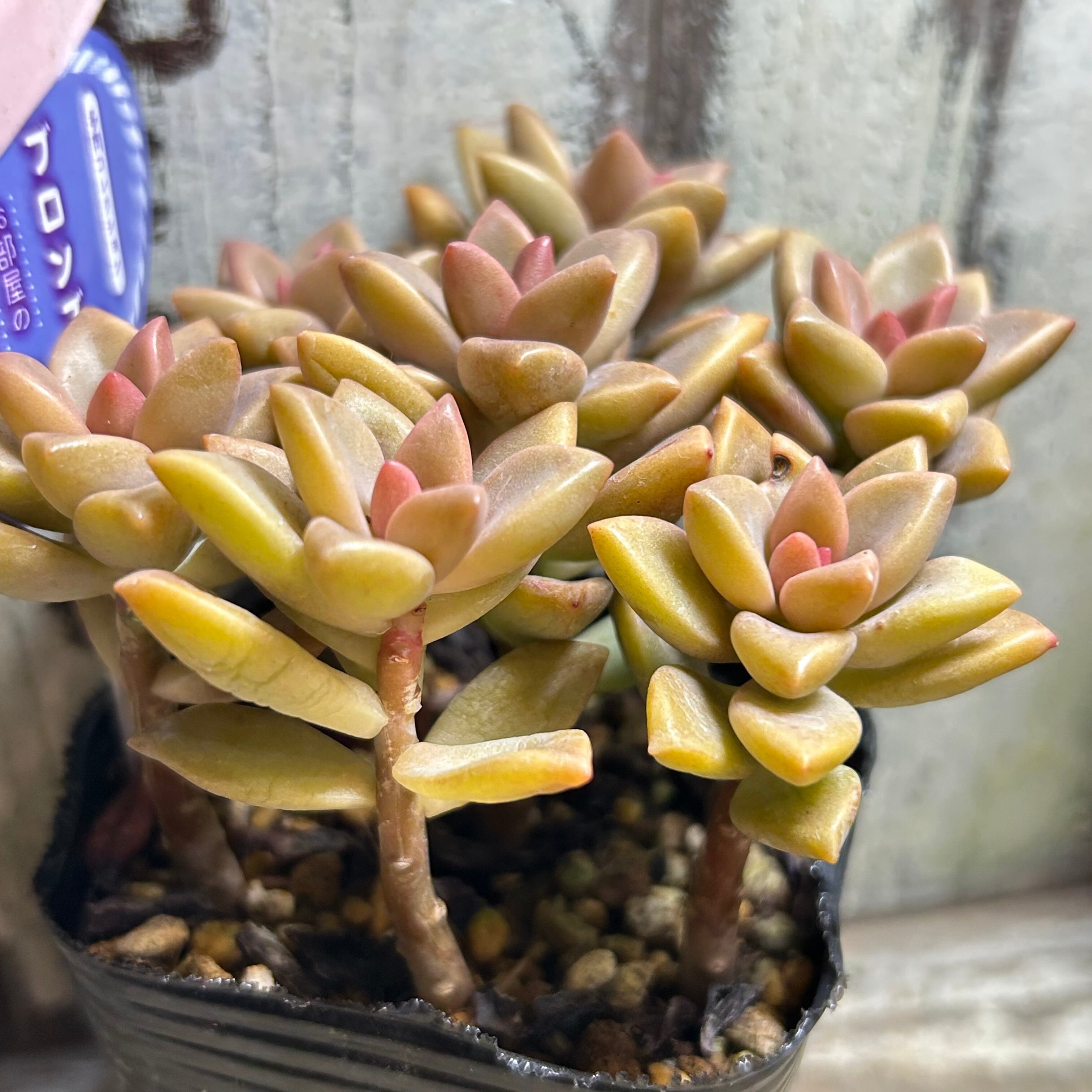 ブロンズ姫 | RuPo 多肉植物専門店