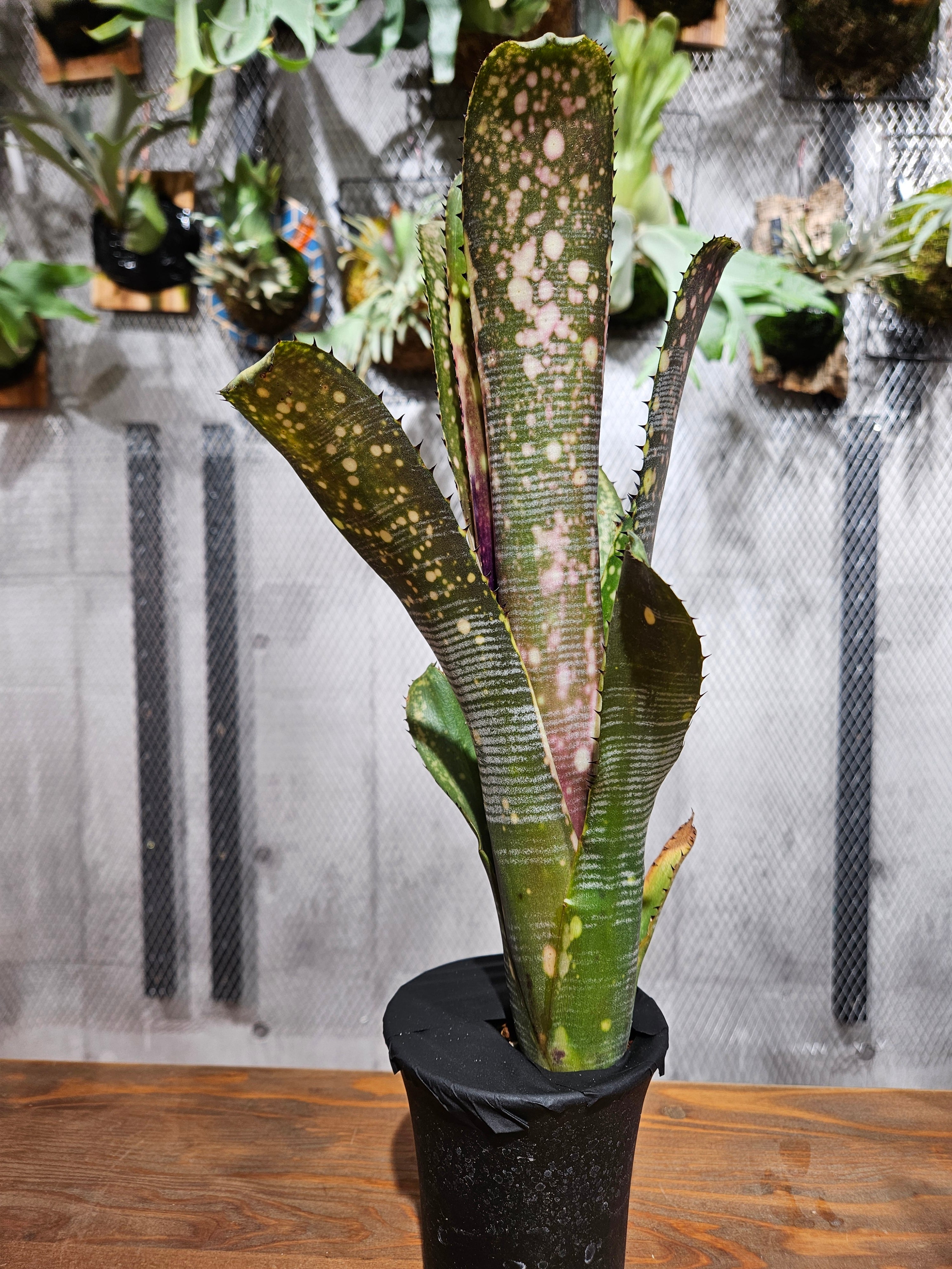 ブロメリア・エアープランツ Billbergia Calcite Billbergia Calcite 【artPLANTs】ビルベルギア/Billbergia