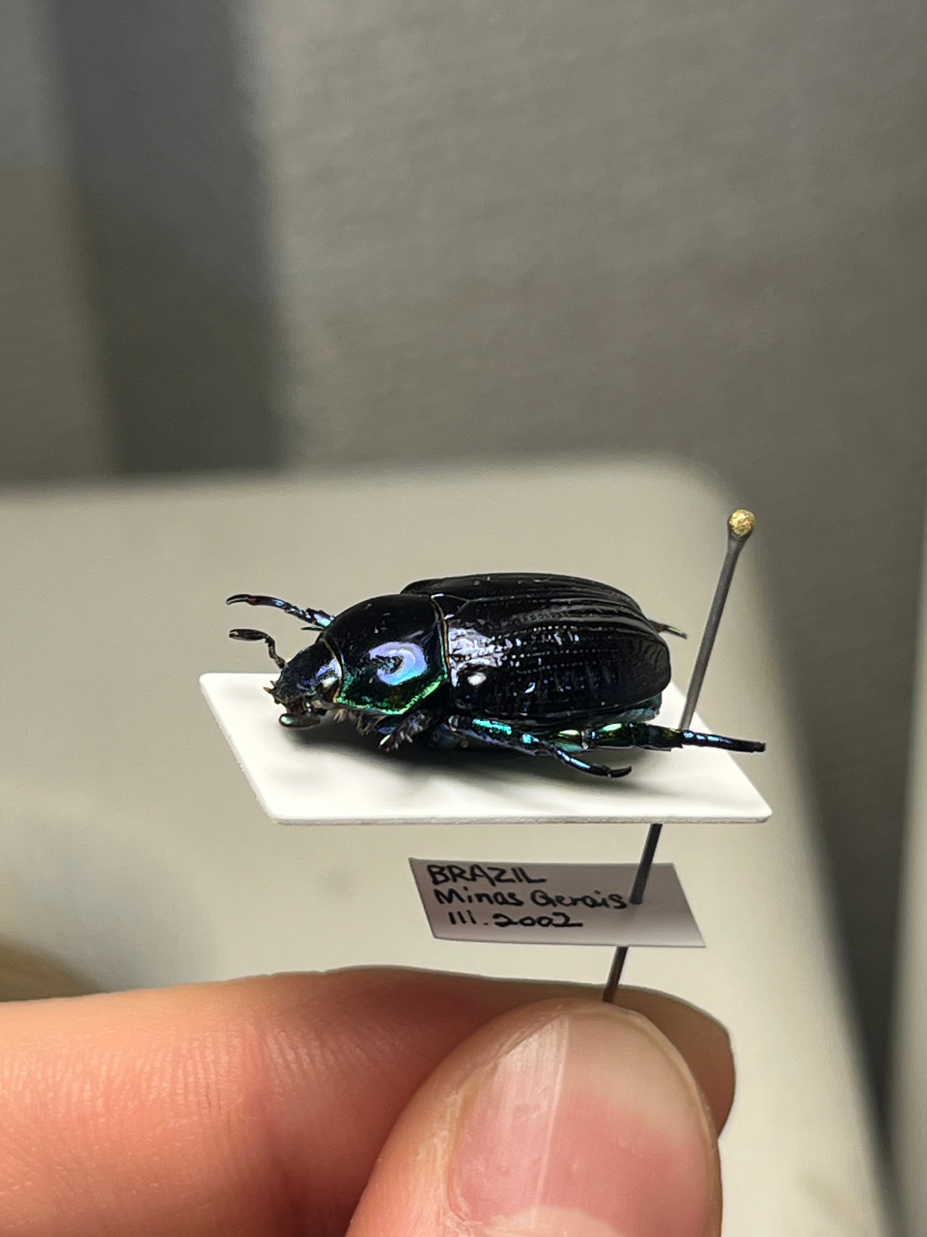 18mm】Pelidnota sumptuosa プラチナコガネ コガネムシ ハムシ