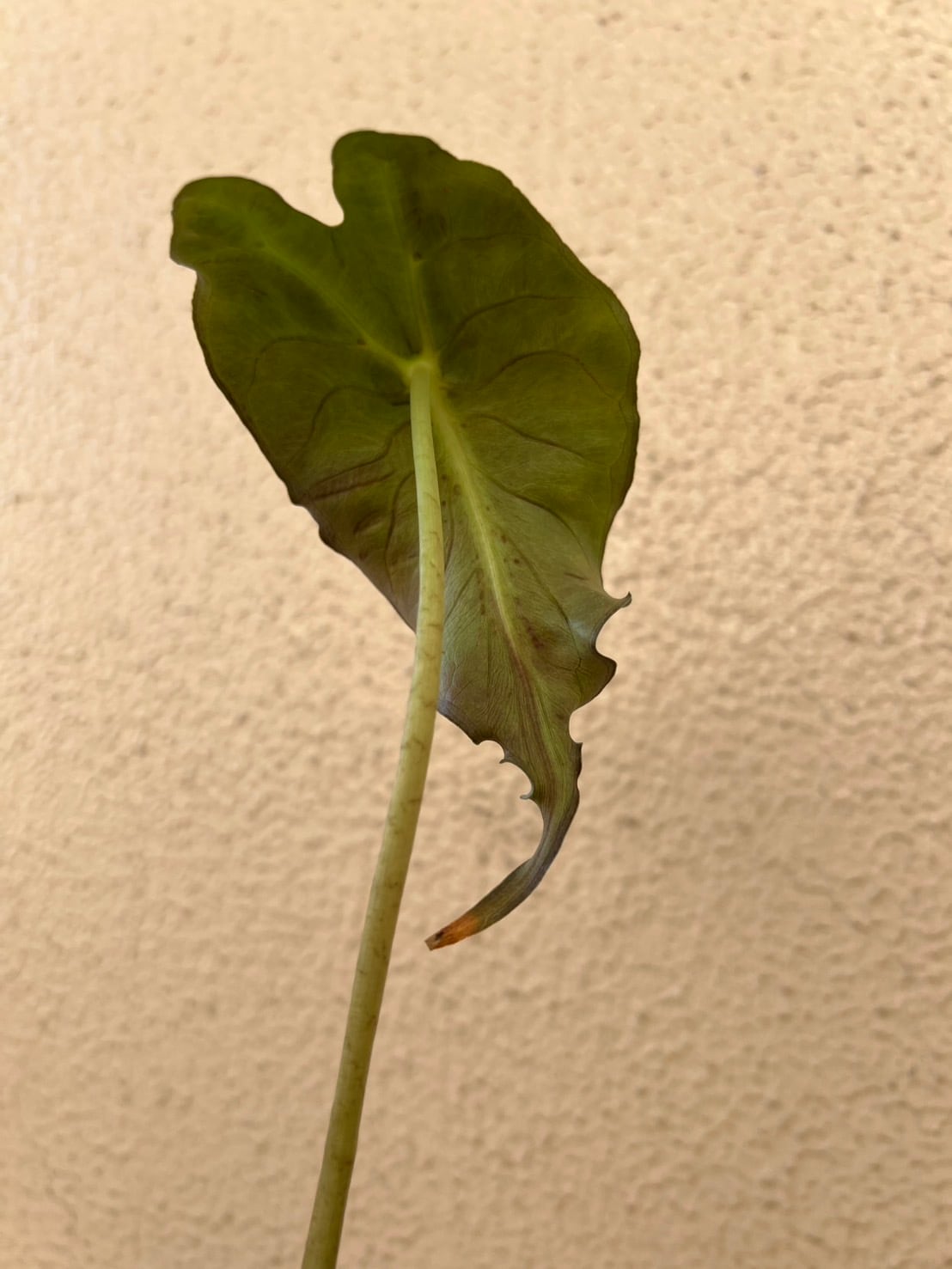 アロカシアヴェノム Alocasia Venom #v003 | トロピカルプランツ