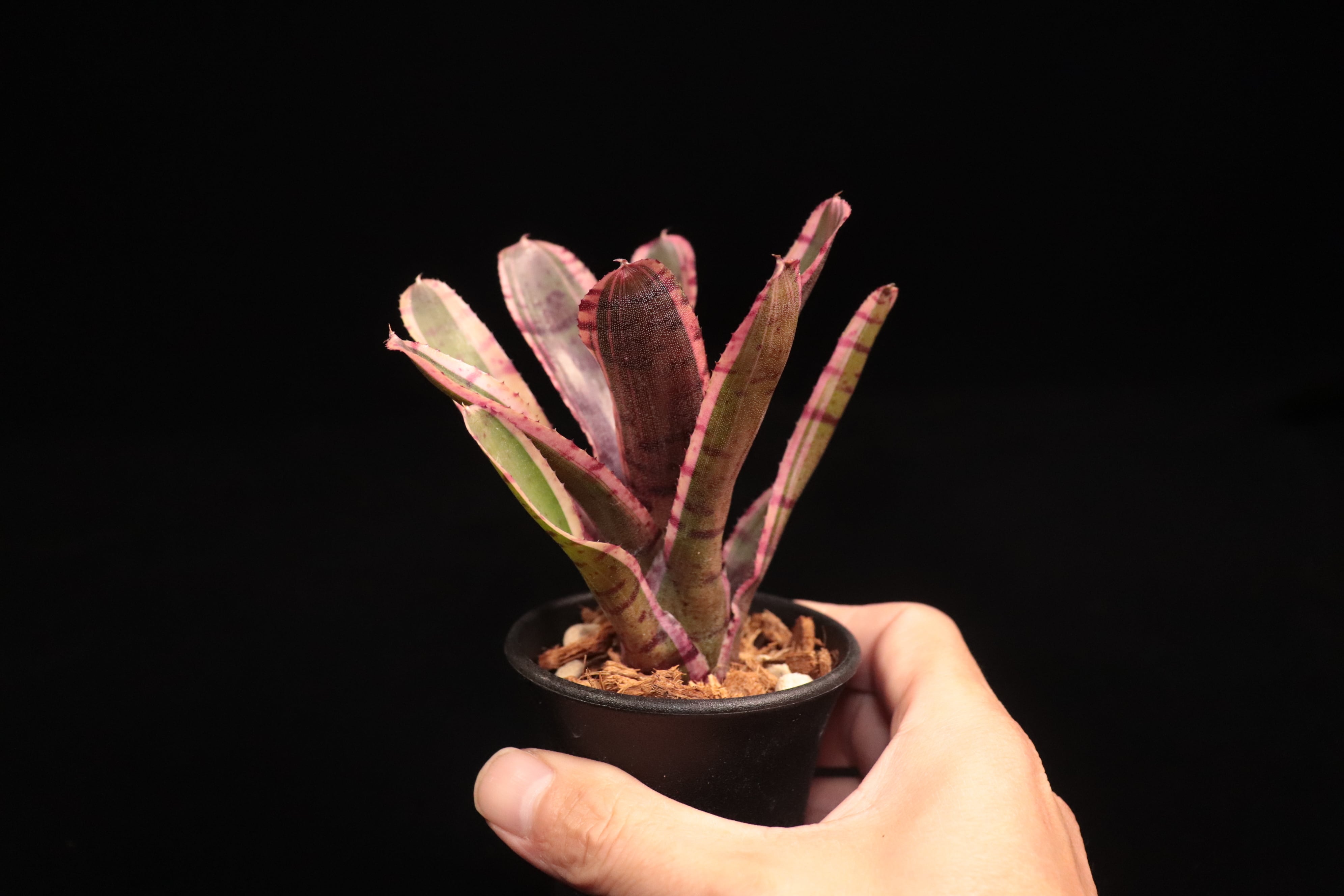 Neoregelia 'Mojo'〔ネオレゲリア〕N680 | plane plants