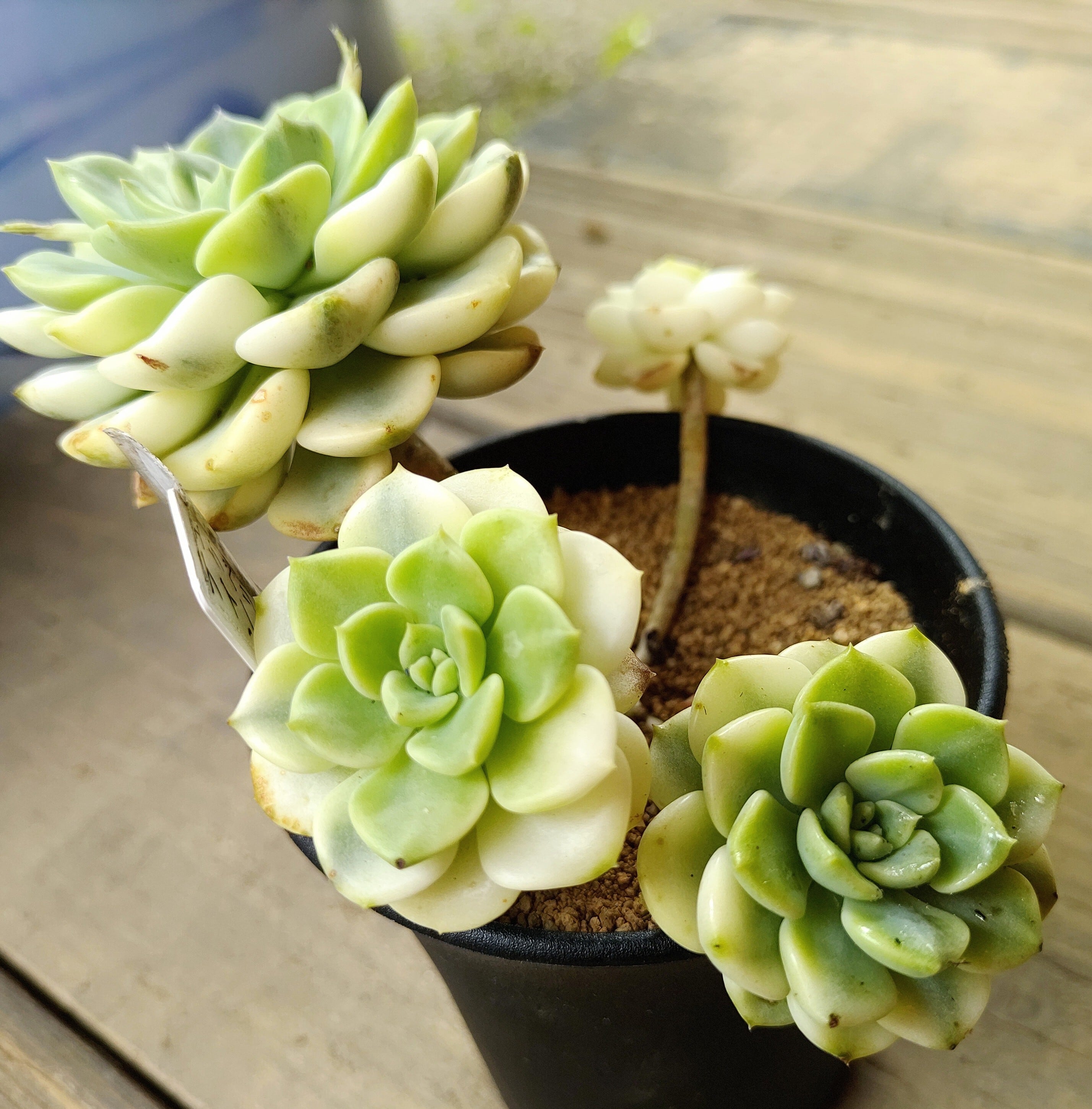 エケベリア24個 0924-D-056 ティンカーベル錦 多肉植物 カット苗