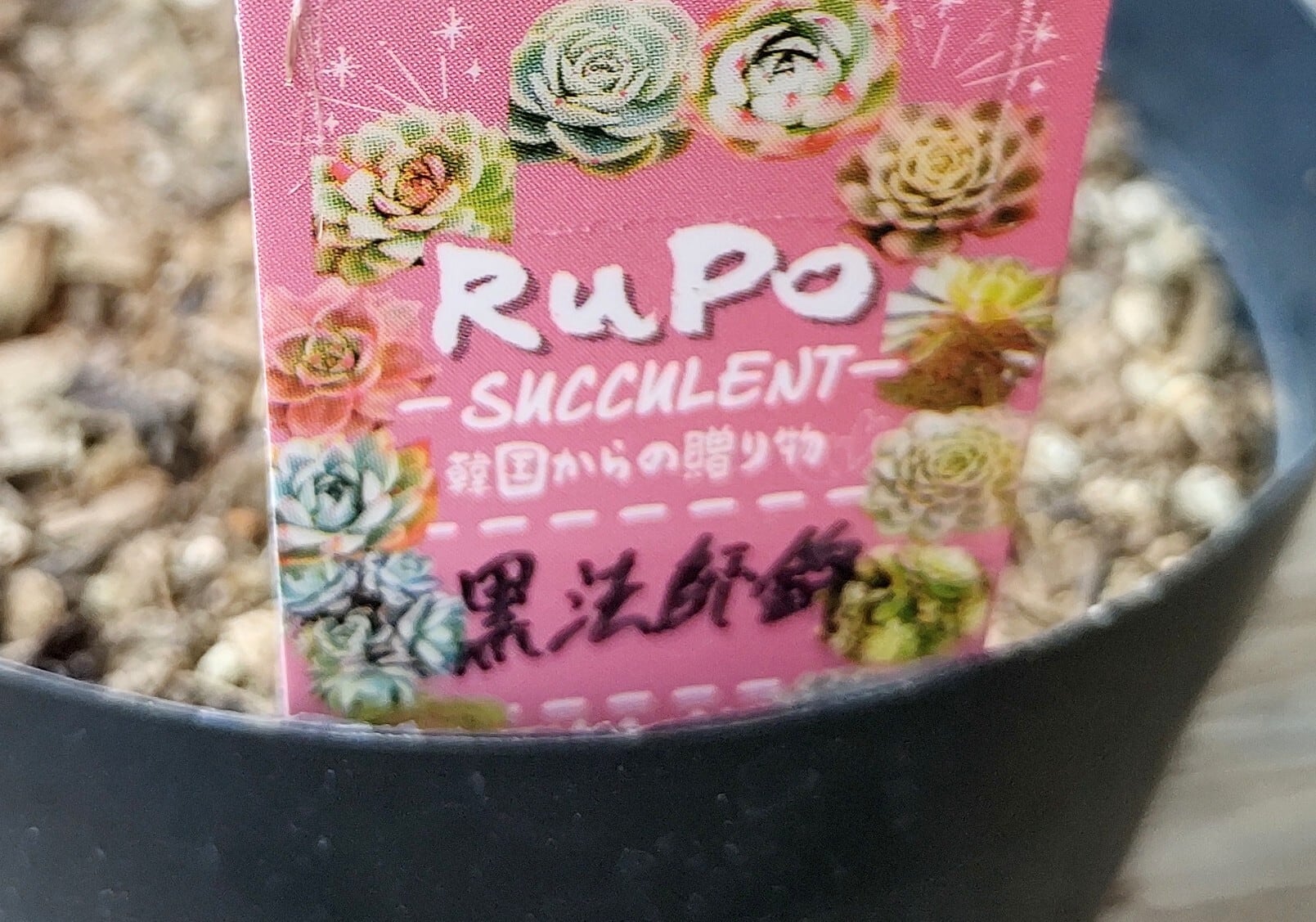 黒法師錦(アエオニウム) | RuPo 多肉植物専門店