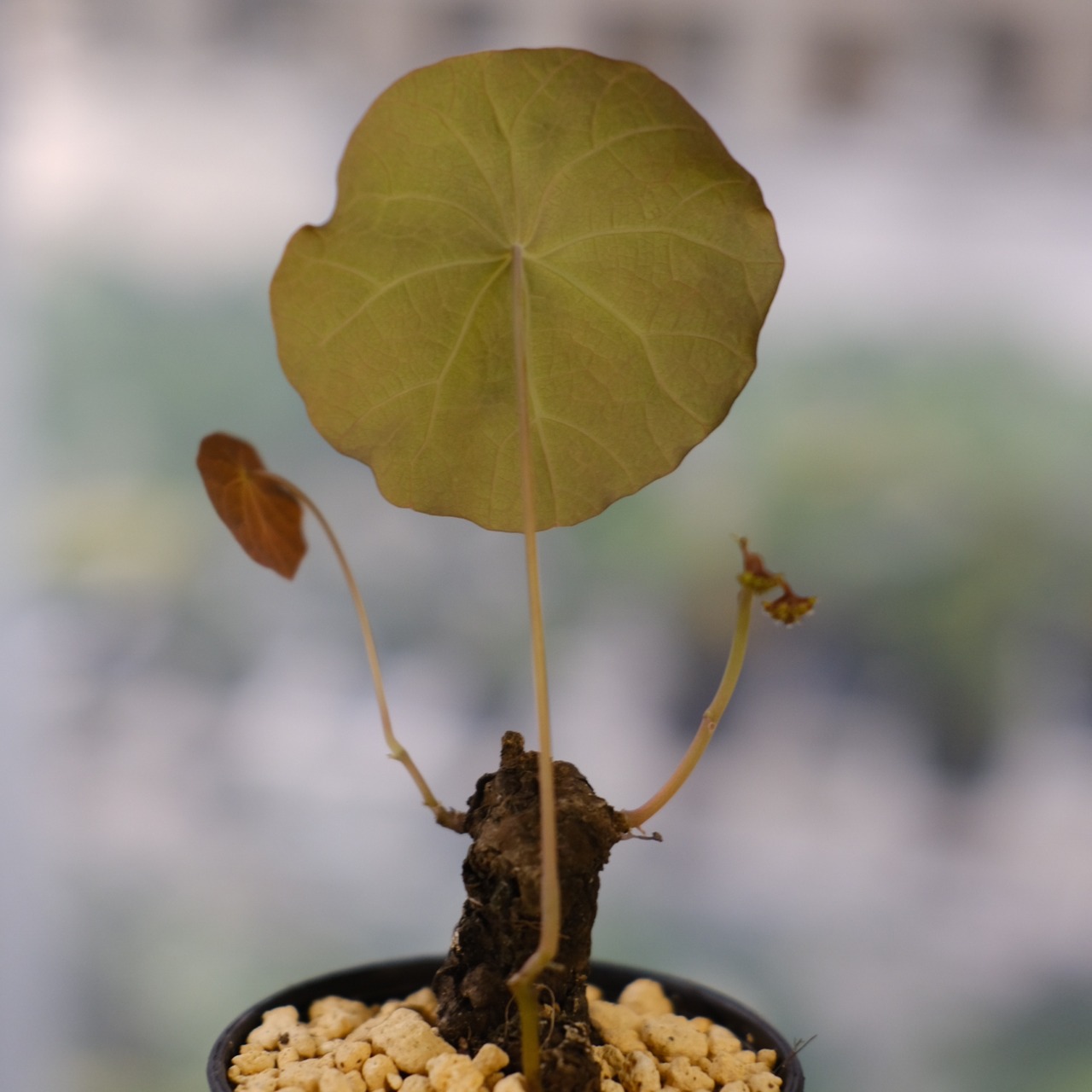 Stephania kaweesakii / ステファニア カウィーサキー⑦ / 観葉植物