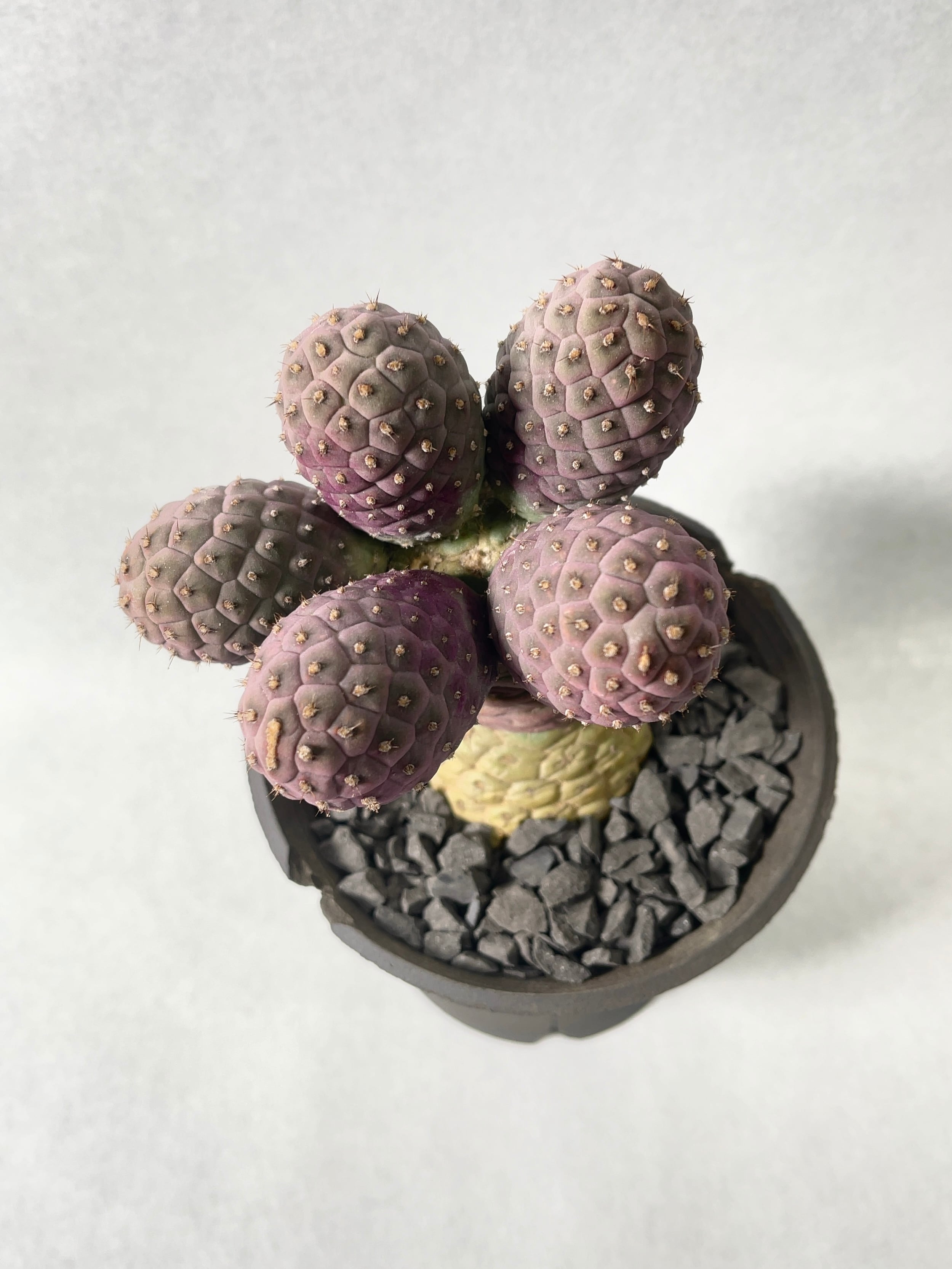 発根済み　多頭　テフロカクタス　ゲオメトリクス テフロカクタス・ゲオメトリクス」実生苗2.5号① | BOKUTO