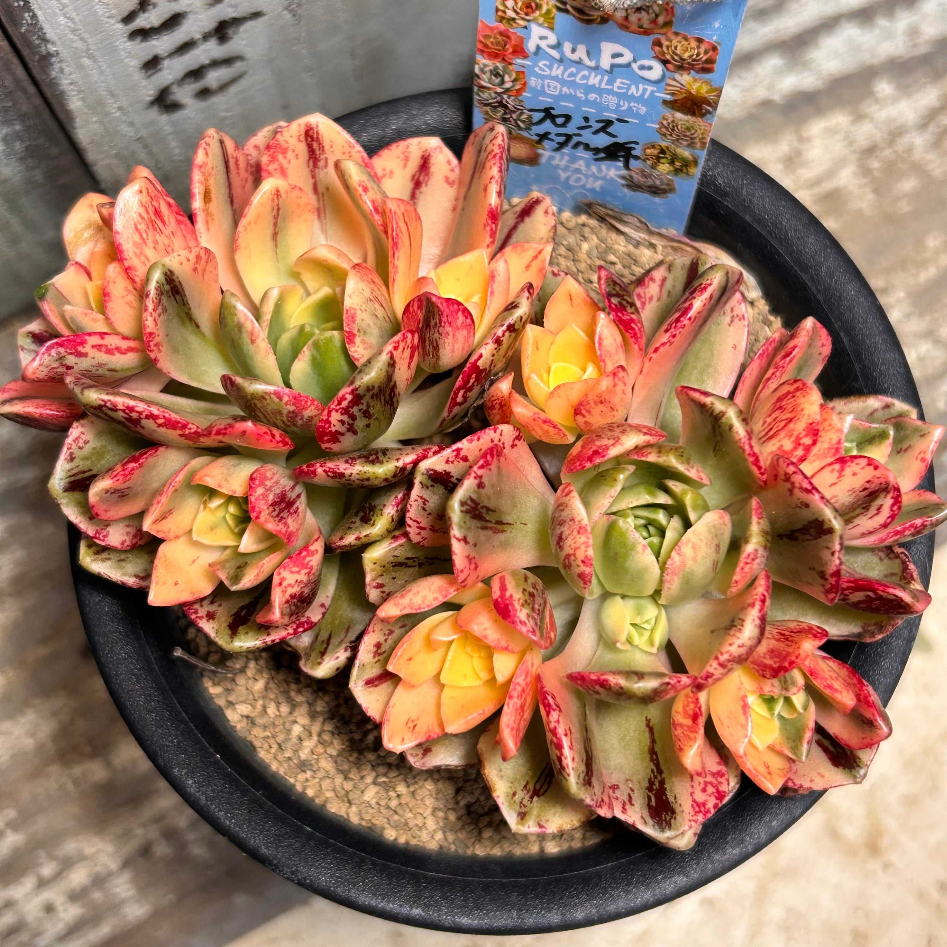 錦 | RuPo 多肉植物専門店