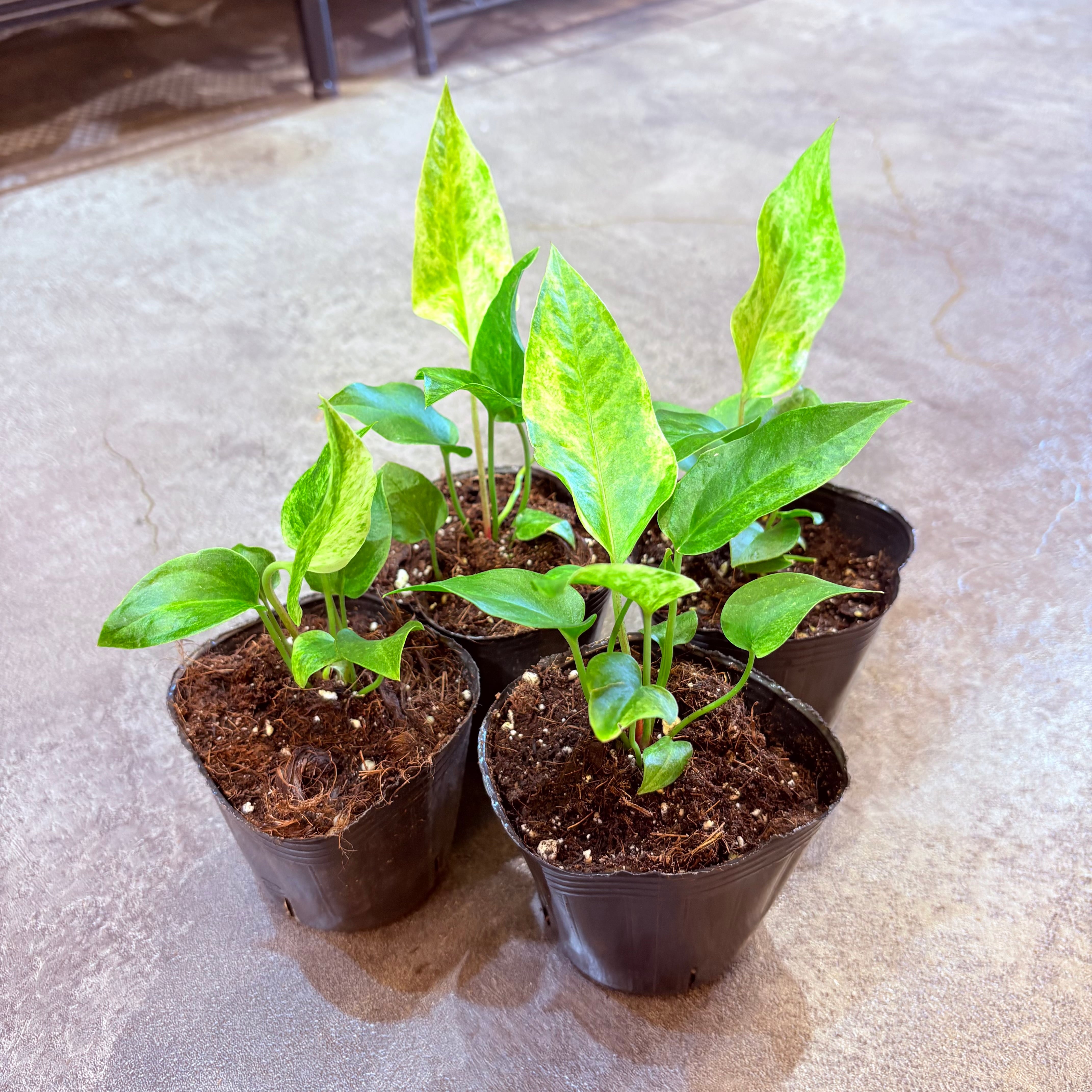 アンスリウム ルネッサンス イエローバリエガータ 3号 | Green Vibes