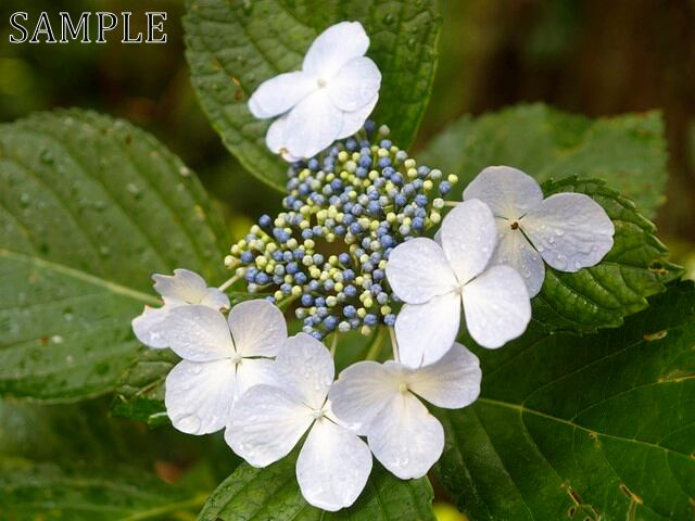 アジサイ　彩々　JPEG