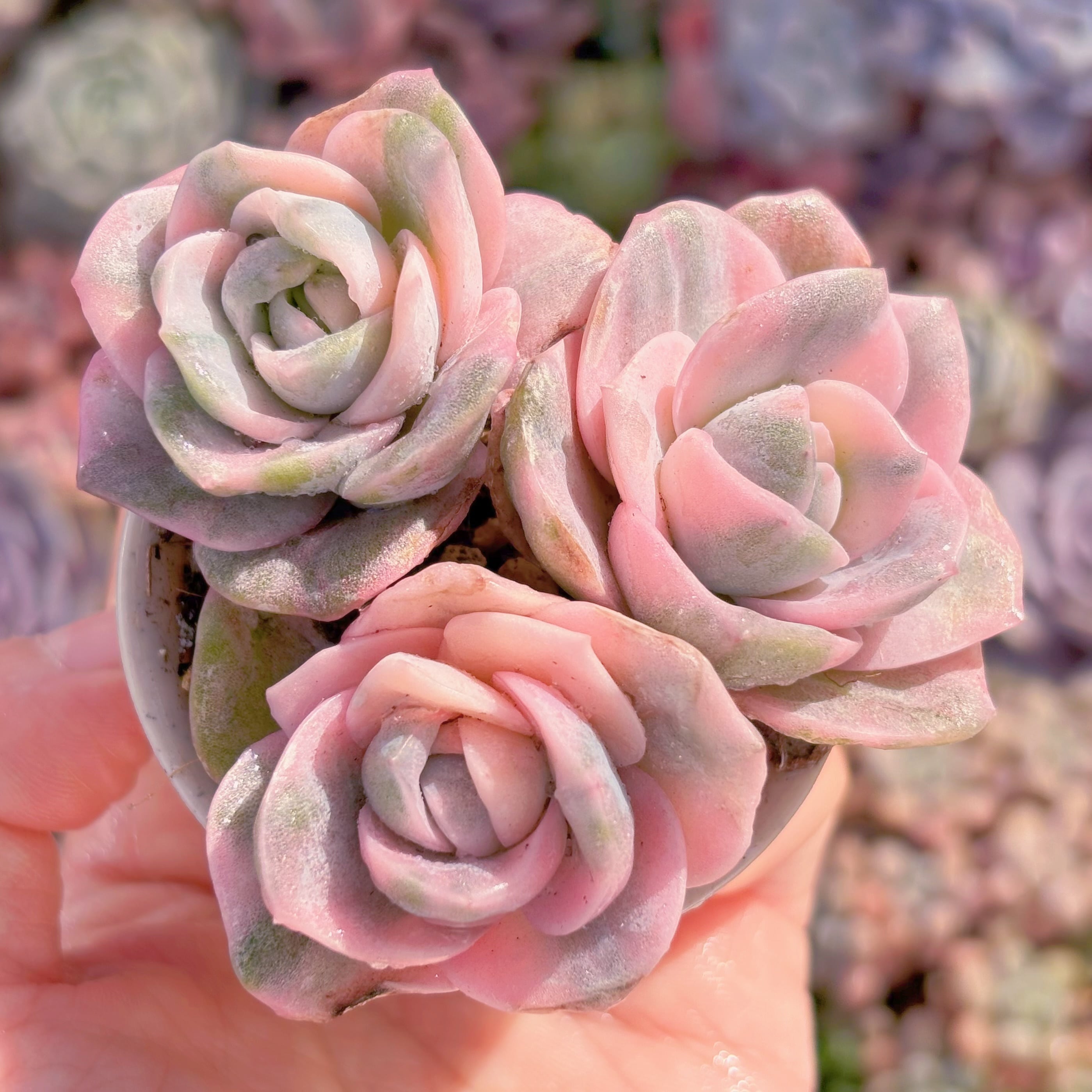 多肉植物　ラブリーローズ彩錦(3苗)　新入荷　るる農園