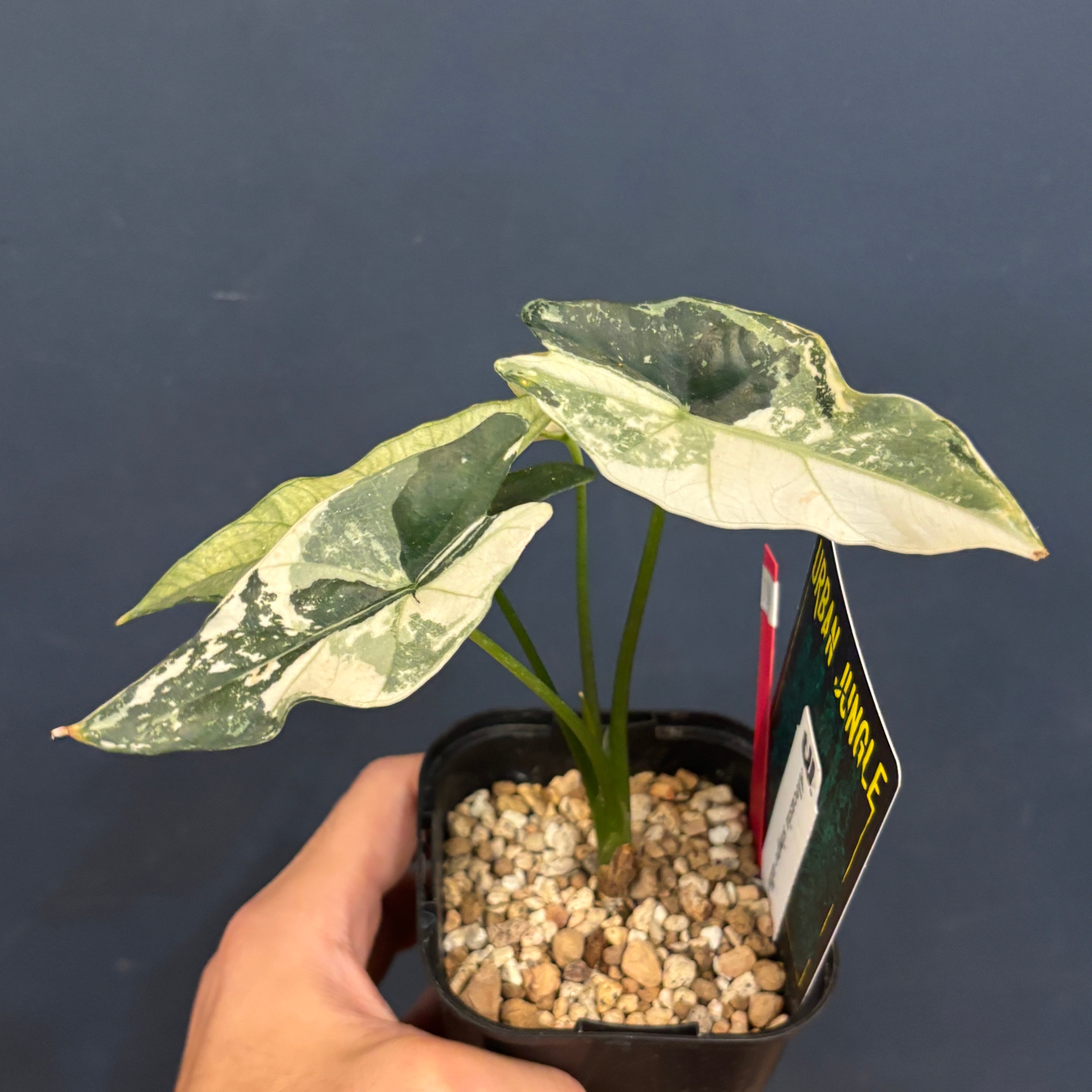 アロカシア　シンポ　バリエガータ芋【希少】 アロカシア シンポ バリエガータ芋【希少】 アロカシア シンポ