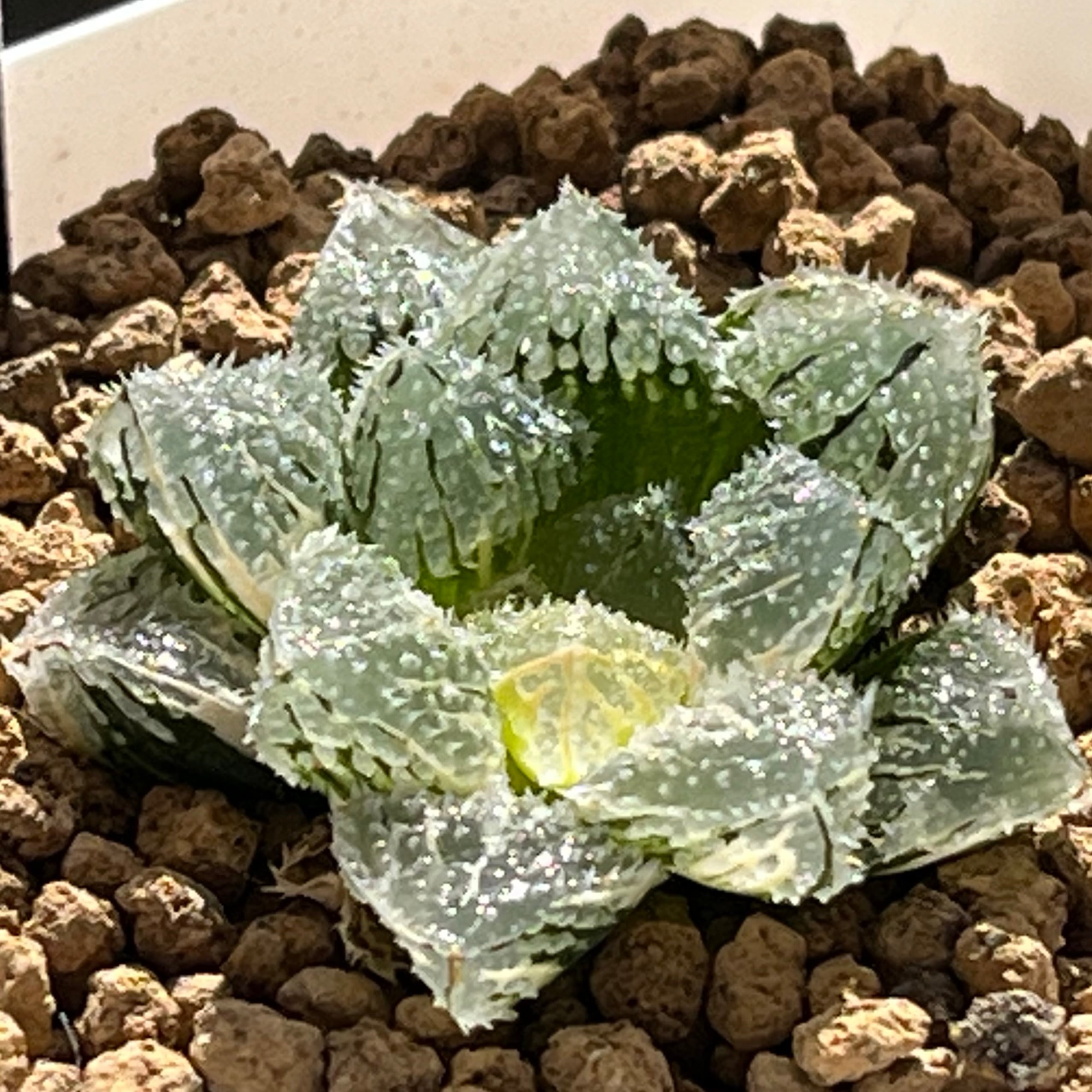ハオルチア 白銀鉄道錦 | mocono_plants