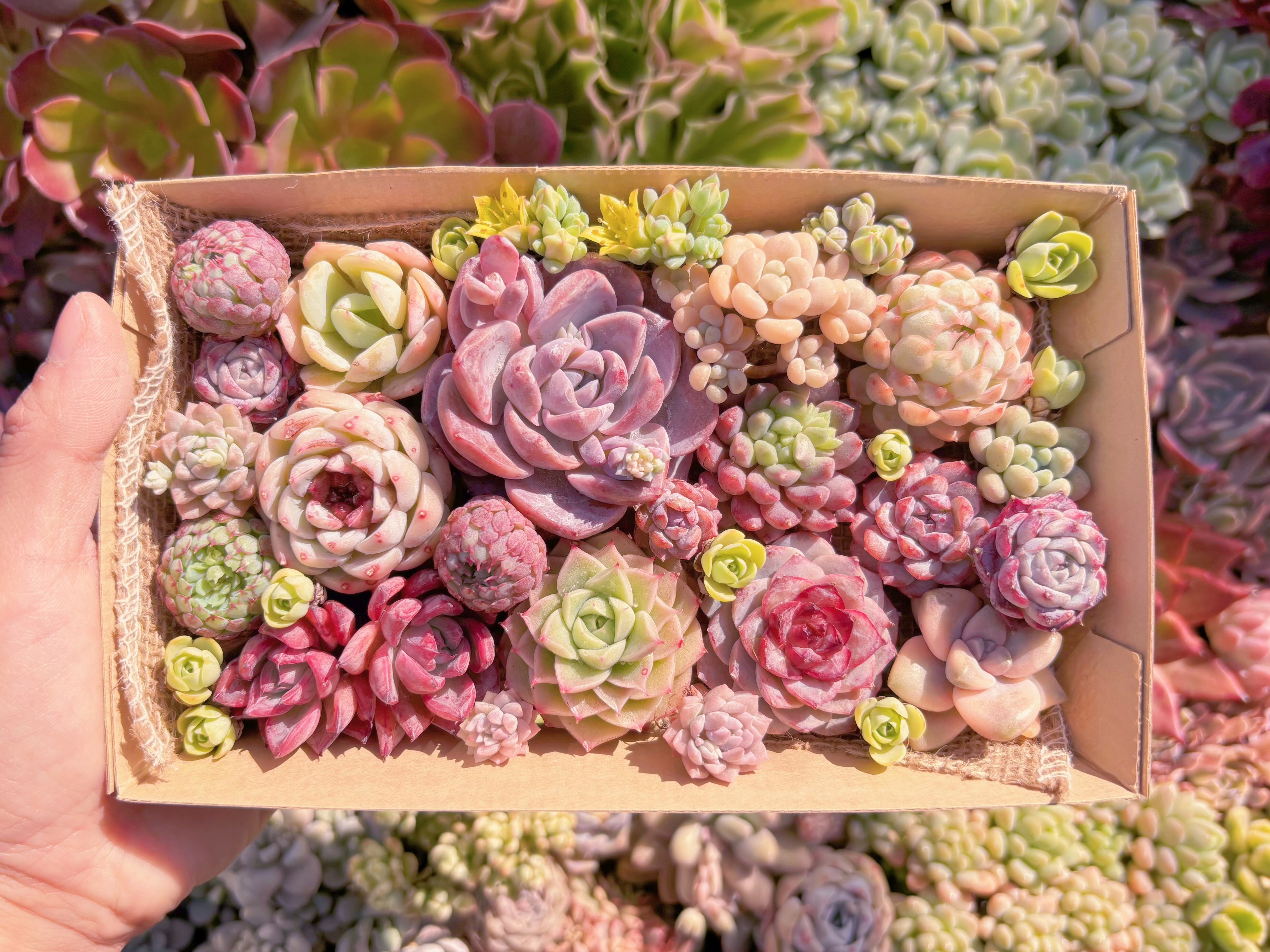 現品　寄せ植えセット#621　12cmx20cm　るる農園