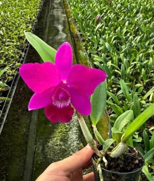 Adenium Somalense Nova 【アデニウム ソマレンセ ノバ】 | Pay ID