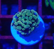 ParaAncora Yellow 11
