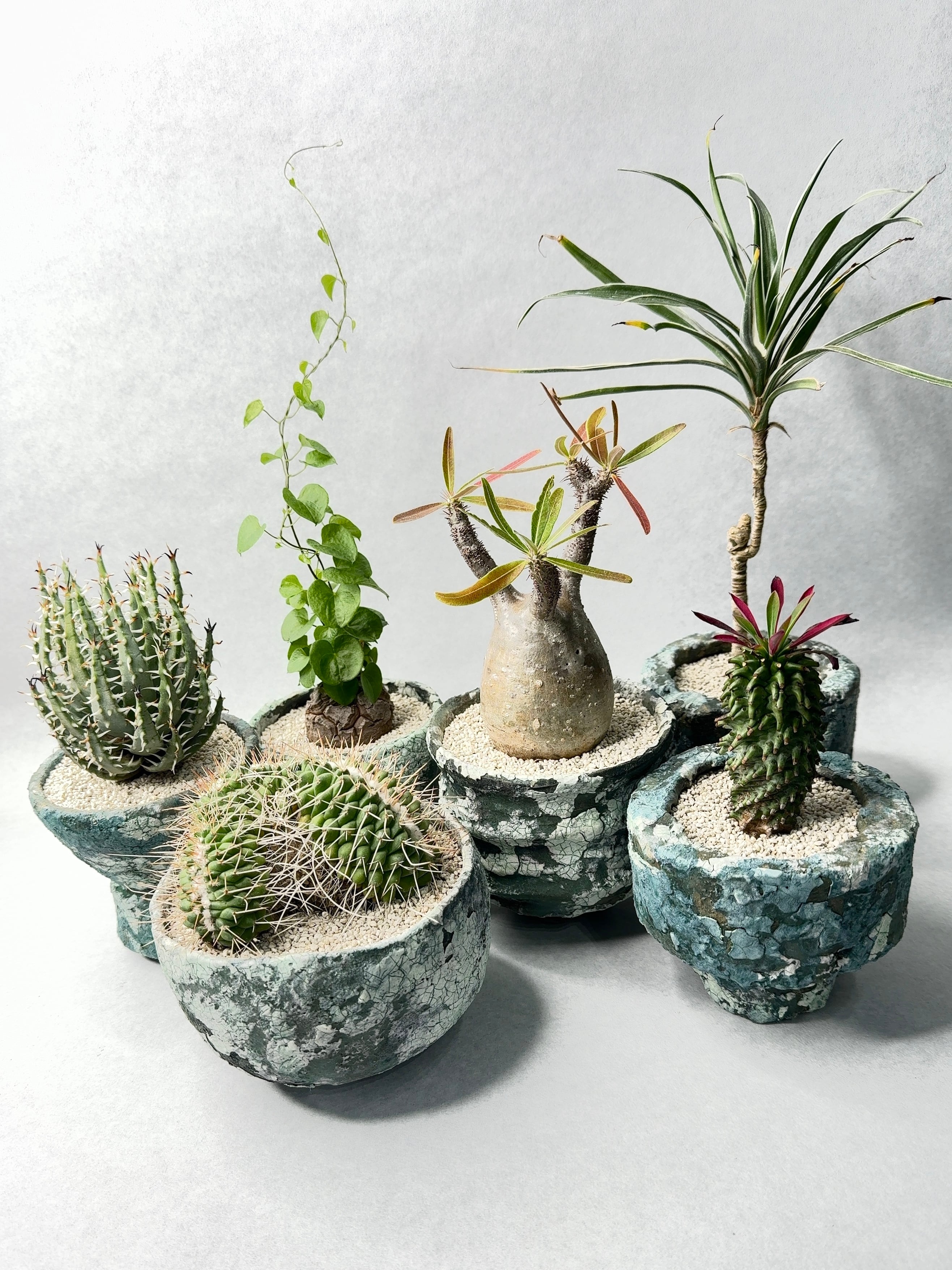 アロエ・エリナケア | trigger